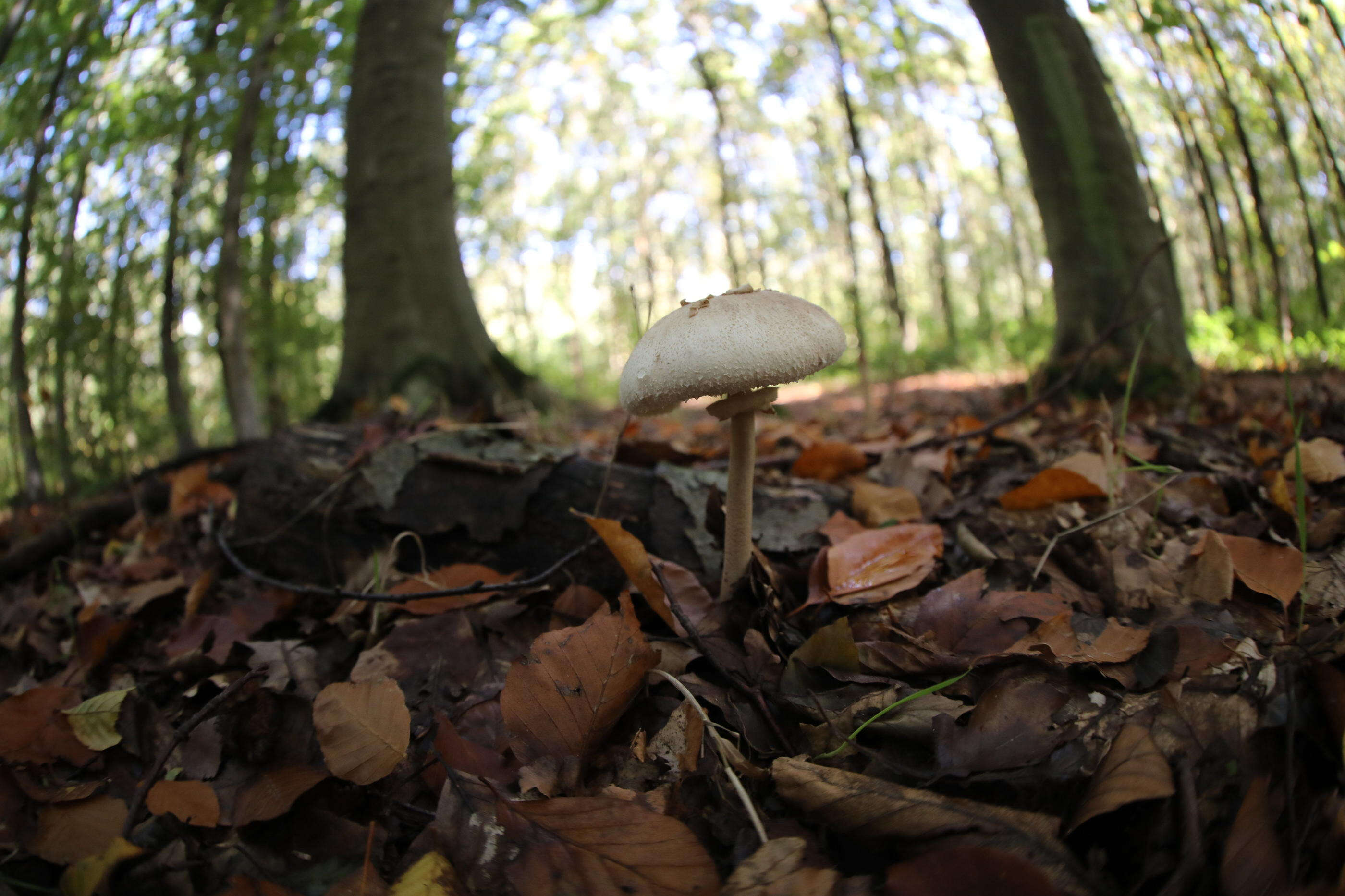 Tarn-et-Garonne : un septuagénaire, porté disparu après être parti cueillir des champignons, retrouvé dans un fossé