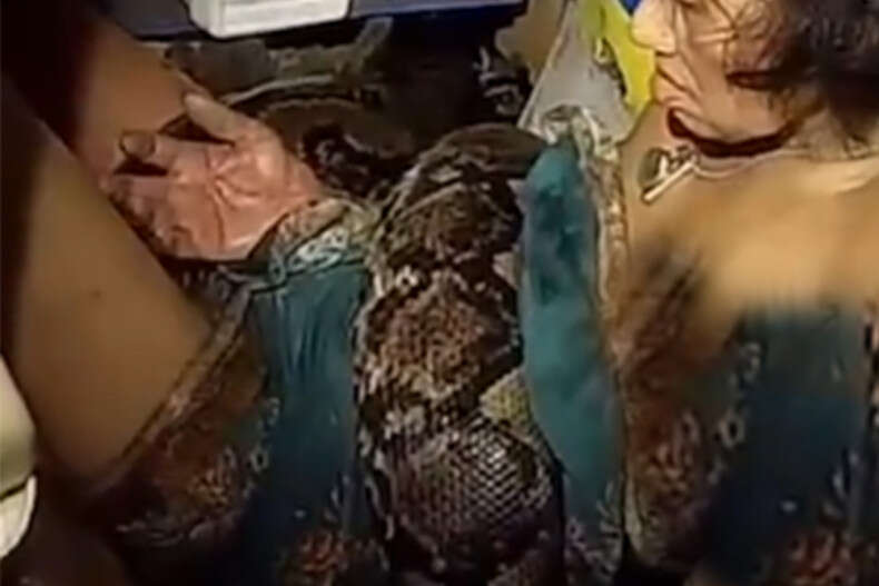 Une Thaïlandaise secourue après avoir passé deux heures prisonnière d’un python de quatre mètres