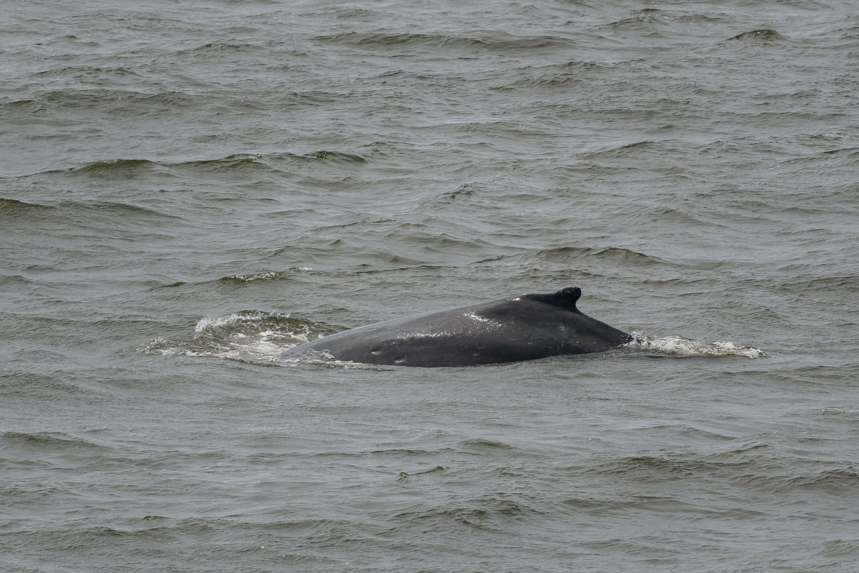 Un cétacé de grande taille, qui pourrait être une baleine à bosse, aperçu dans l’estuaire de la Seine