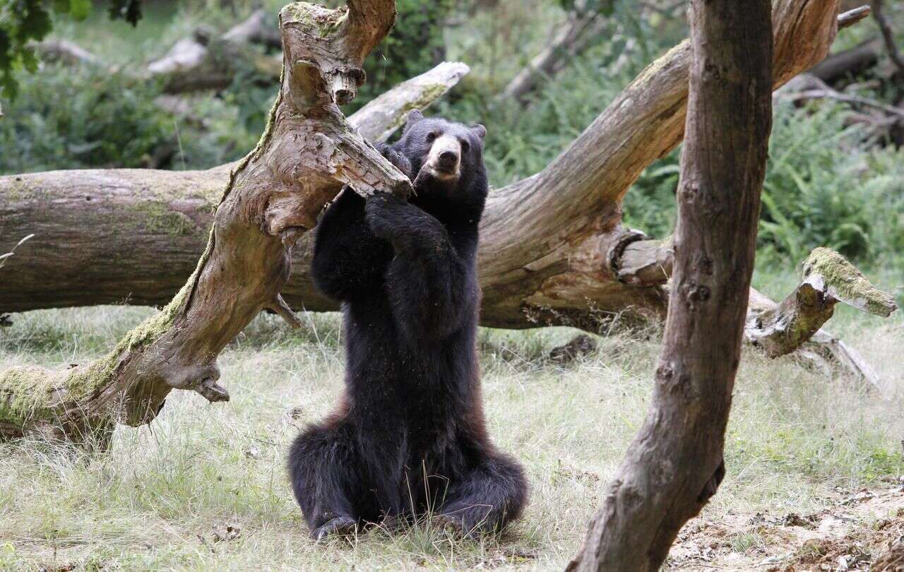 États-Unis : un ours noir attaque une petite fille de trois ans dans un camping du Montana