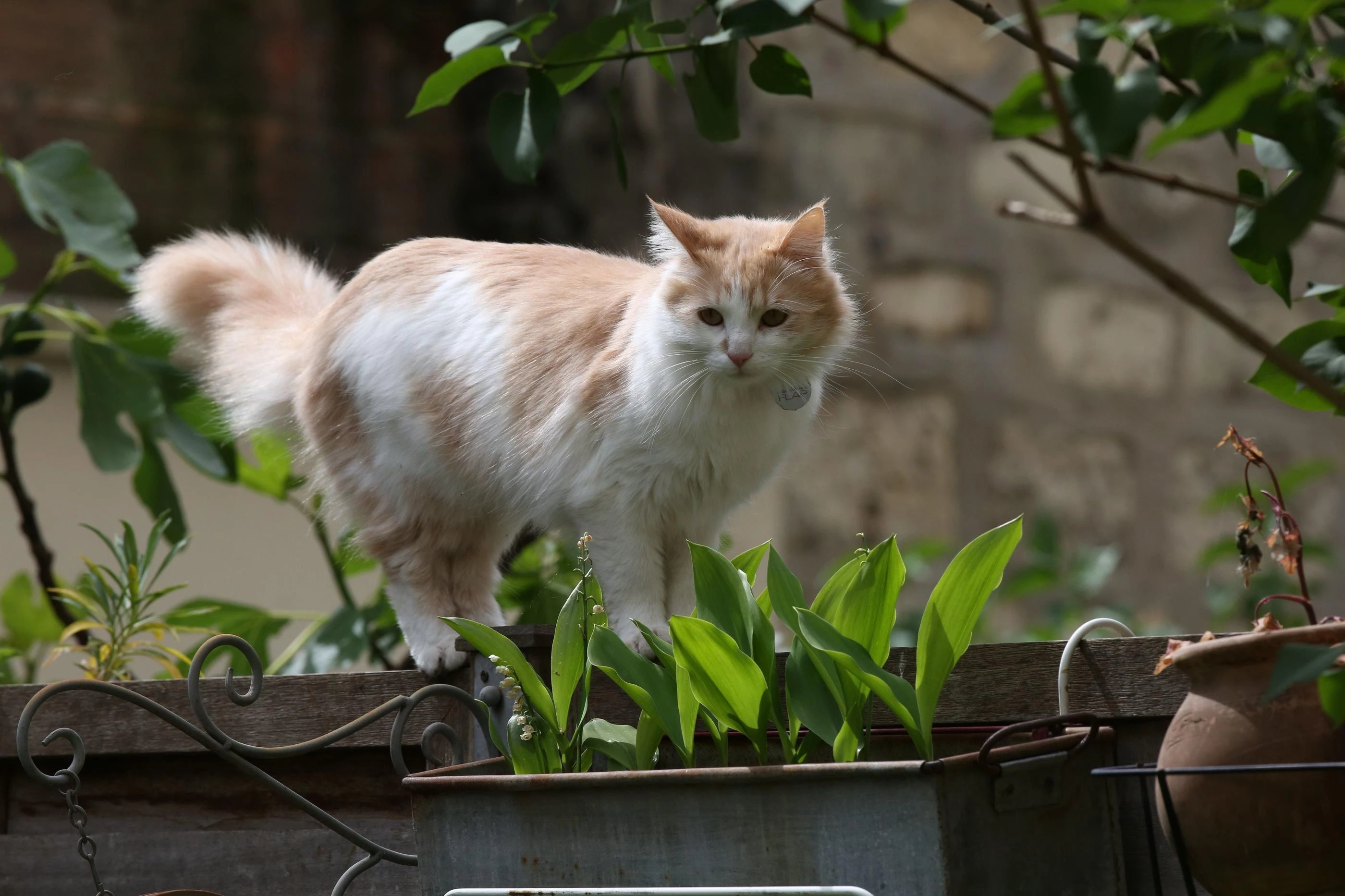 Côte-d’Or : l’« empoisonneur de chats » fait-il son retour à Lechâtelet ?