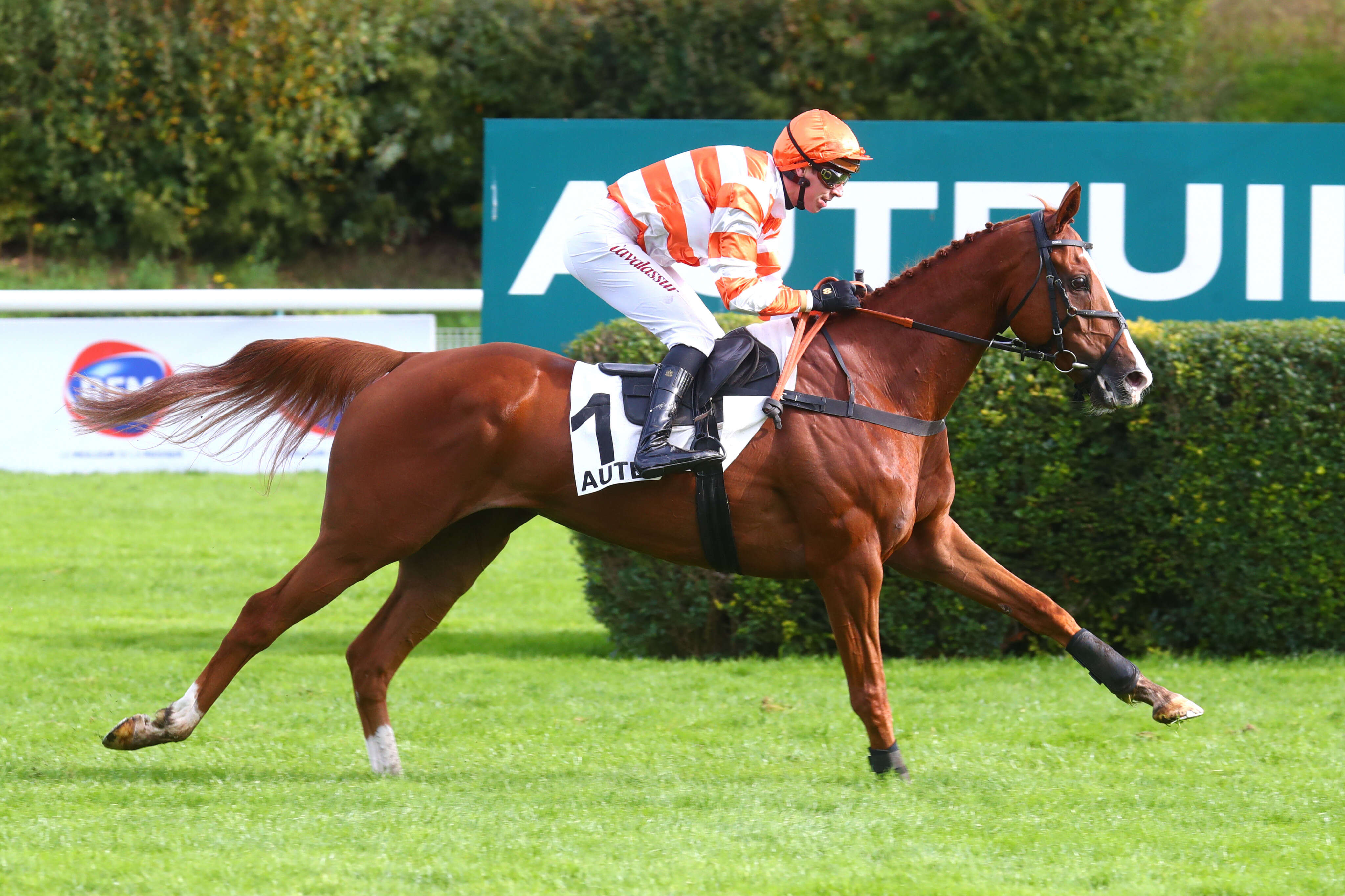 PMU - Arrivée du quinté du dimanche 13 octobre à Auteuil : Marvel de Cerisy en solitaire