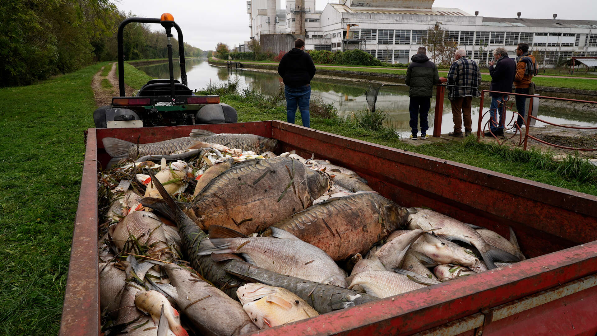 VIDÉO. « La mortalité est terrible » : qui a tué les poissons du canal du Loing ?