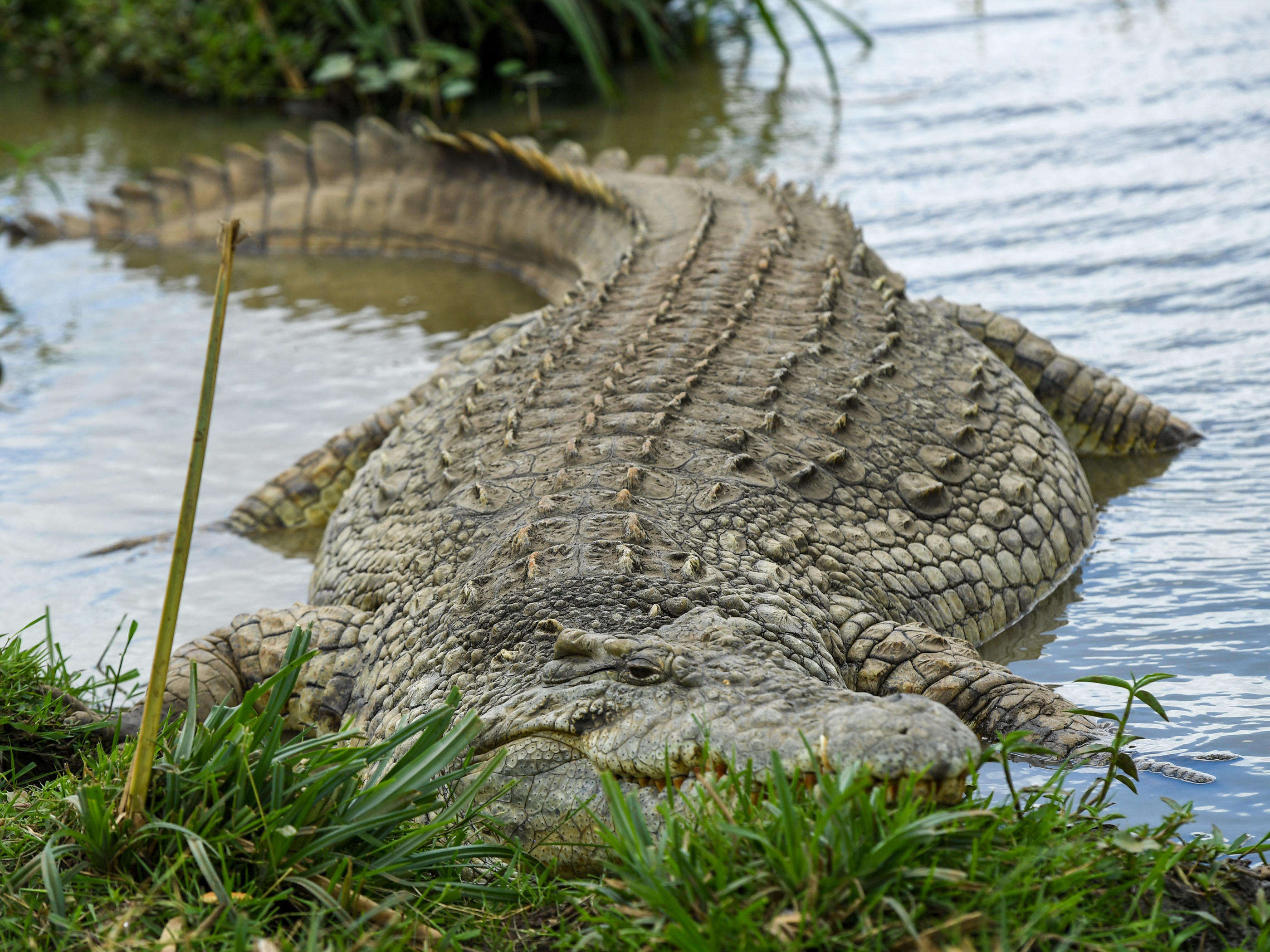 Les restes d’une femme retrouvés dans le ventre d’un crocodile « de 4 m de long » en Indonésie