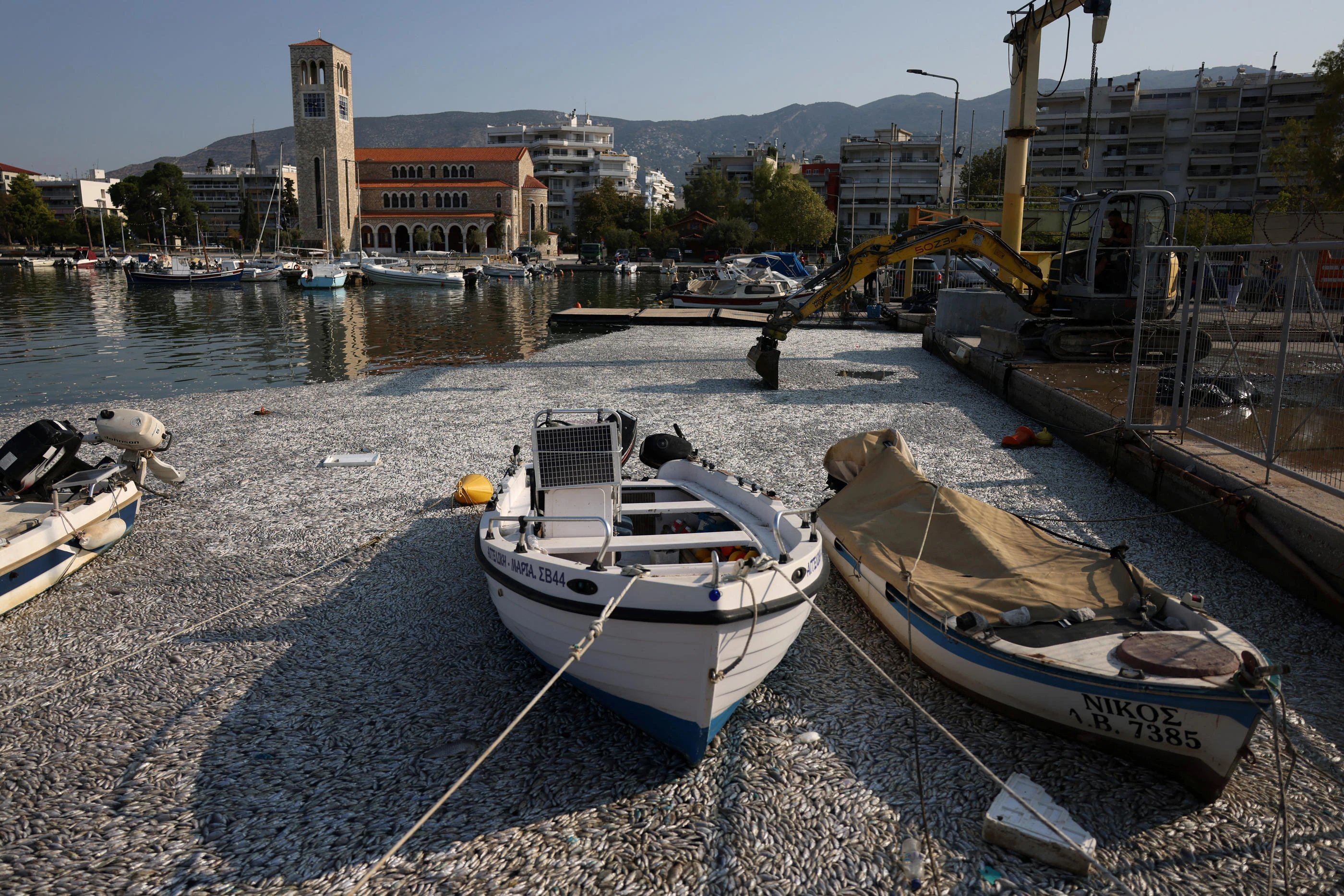 Des centaines de milliers de poissons morts flottent à la surface du port touristique de Volos en Grèce