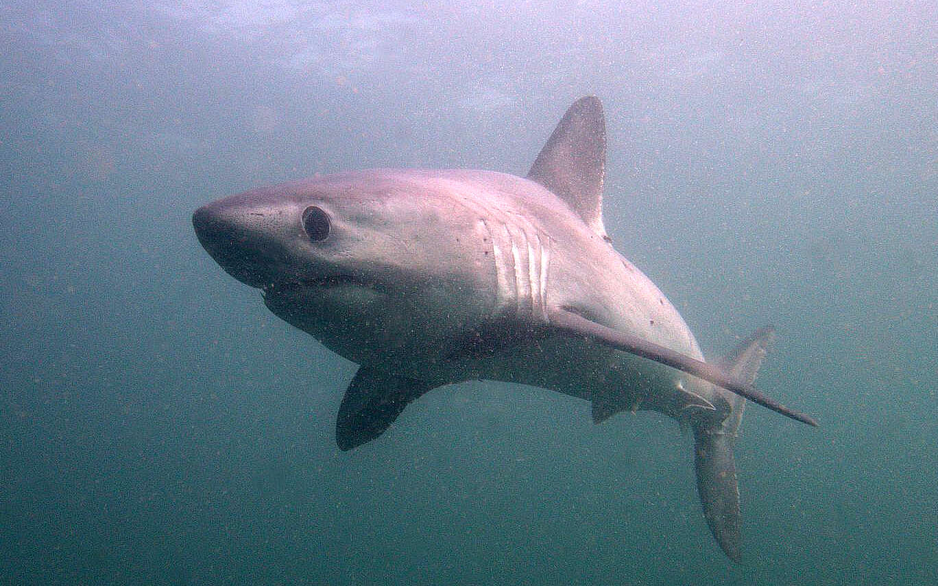 Manche : un requin aperçu rôdant autour de deux plages, les baigneurs évacués