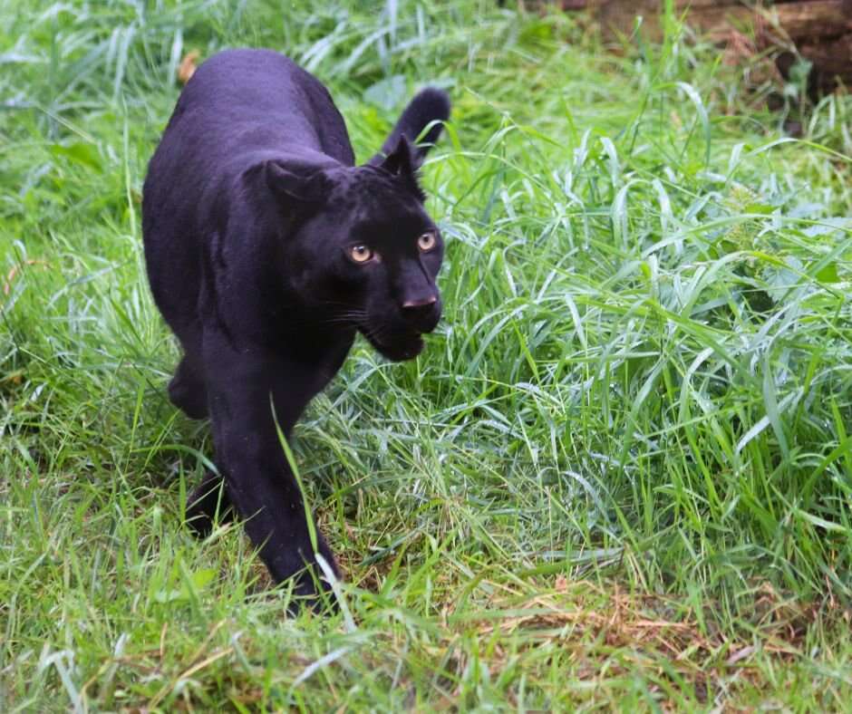 Réfugiée d’Ukraine, une panthère noire accueillie en Mayenne