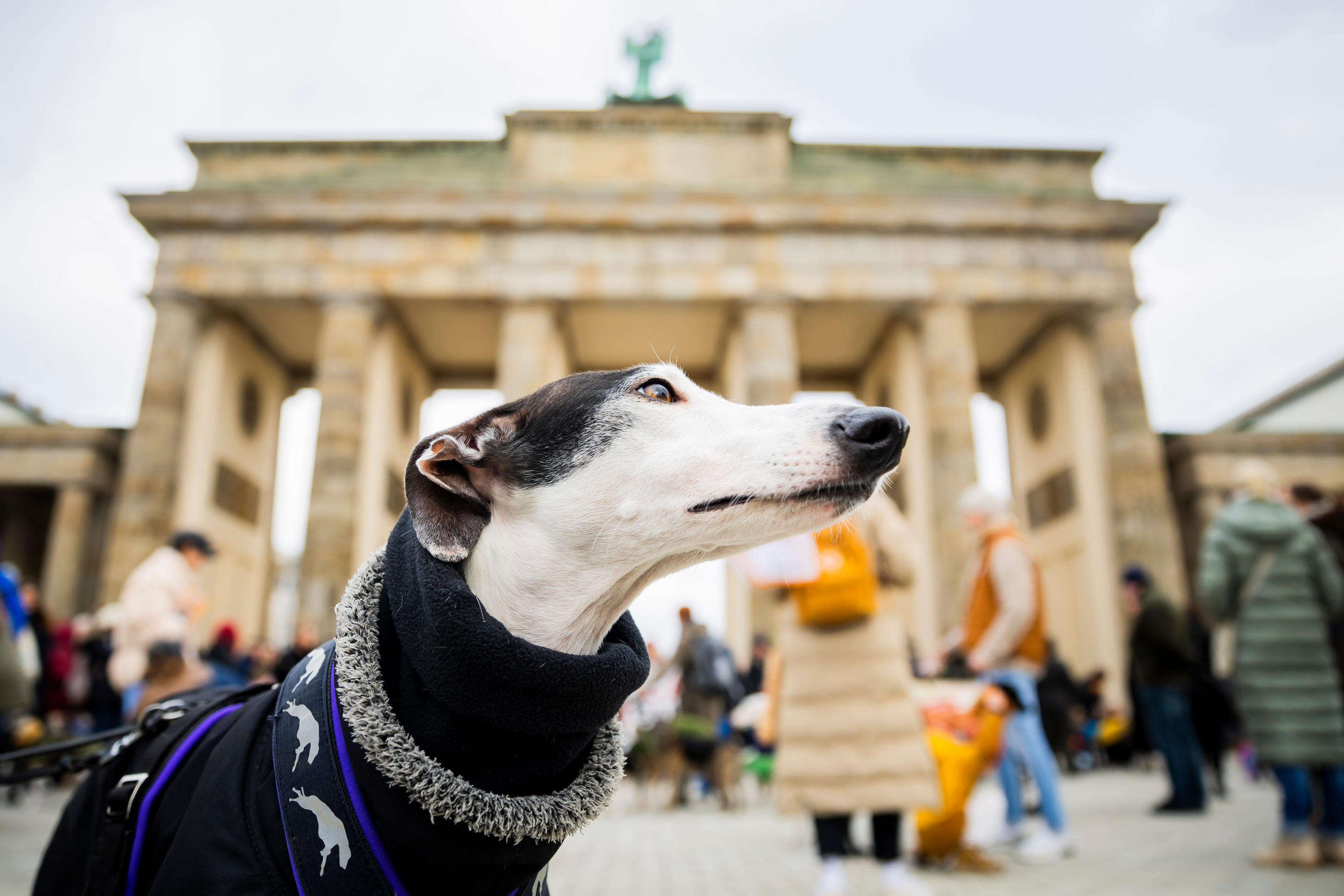 En Allemagne, l’impôt sur les chiens bat des records et a généré plus de 420 millions d’euros en 2023