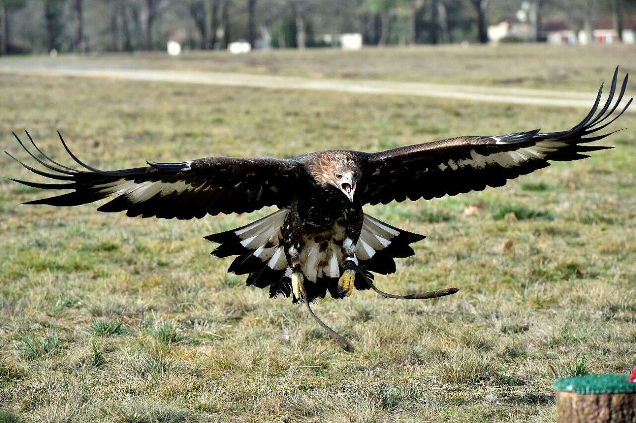 « Il revenait sans cesse » : en Norvège, un aigle attaque une fillette de 20 mois avant d’être abattu