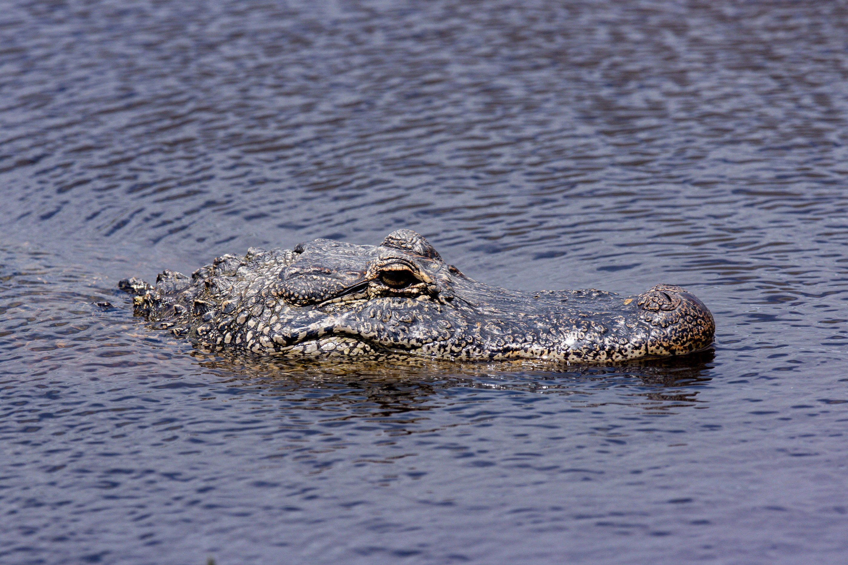 Le vétérinaire possédait chez lui un alligator, un varan et deux tortues non déclarés