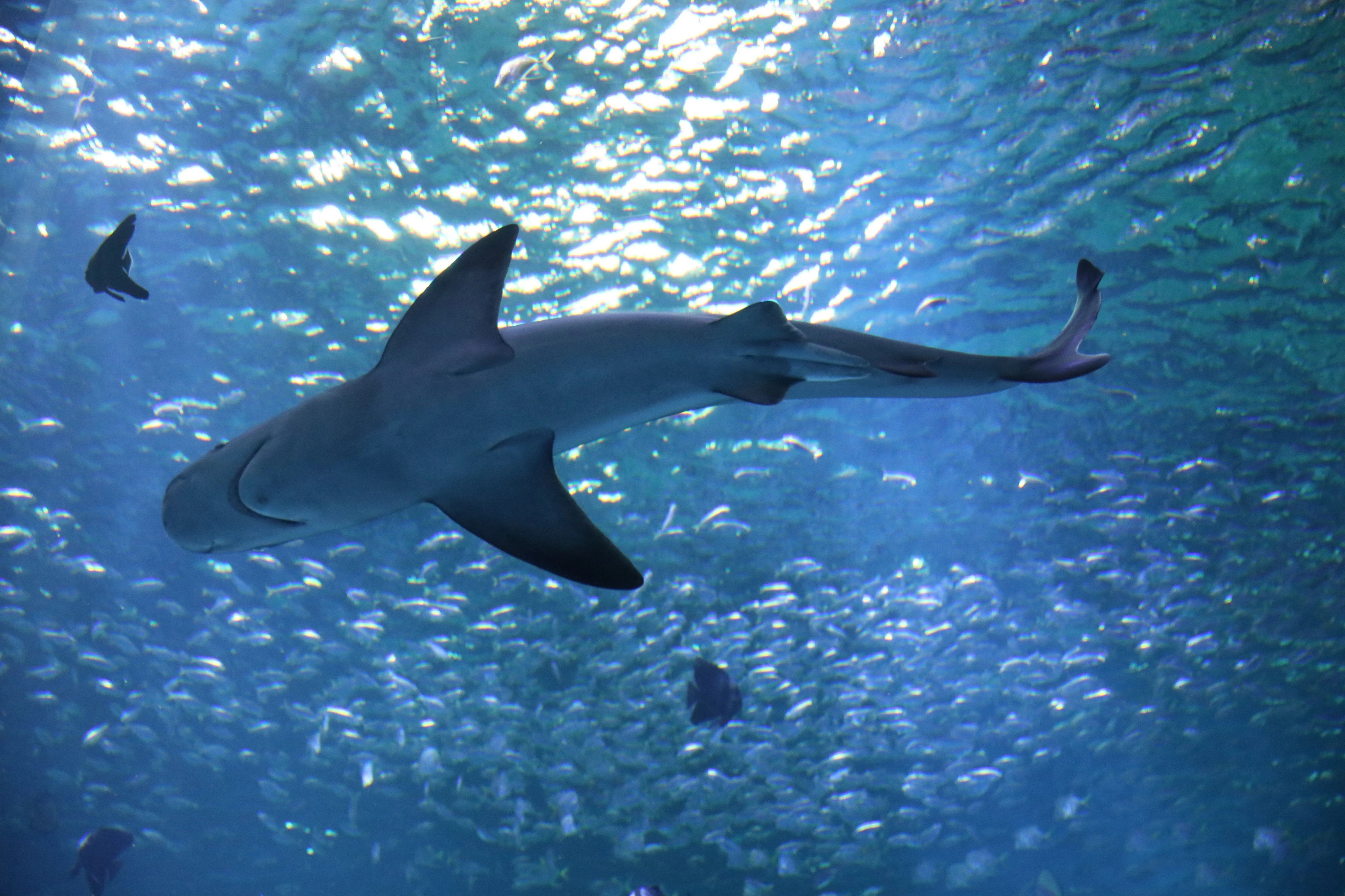 États-Unis : trois personnes blessées, dont l’une grièvement, dans deux attaques de requin en Floride