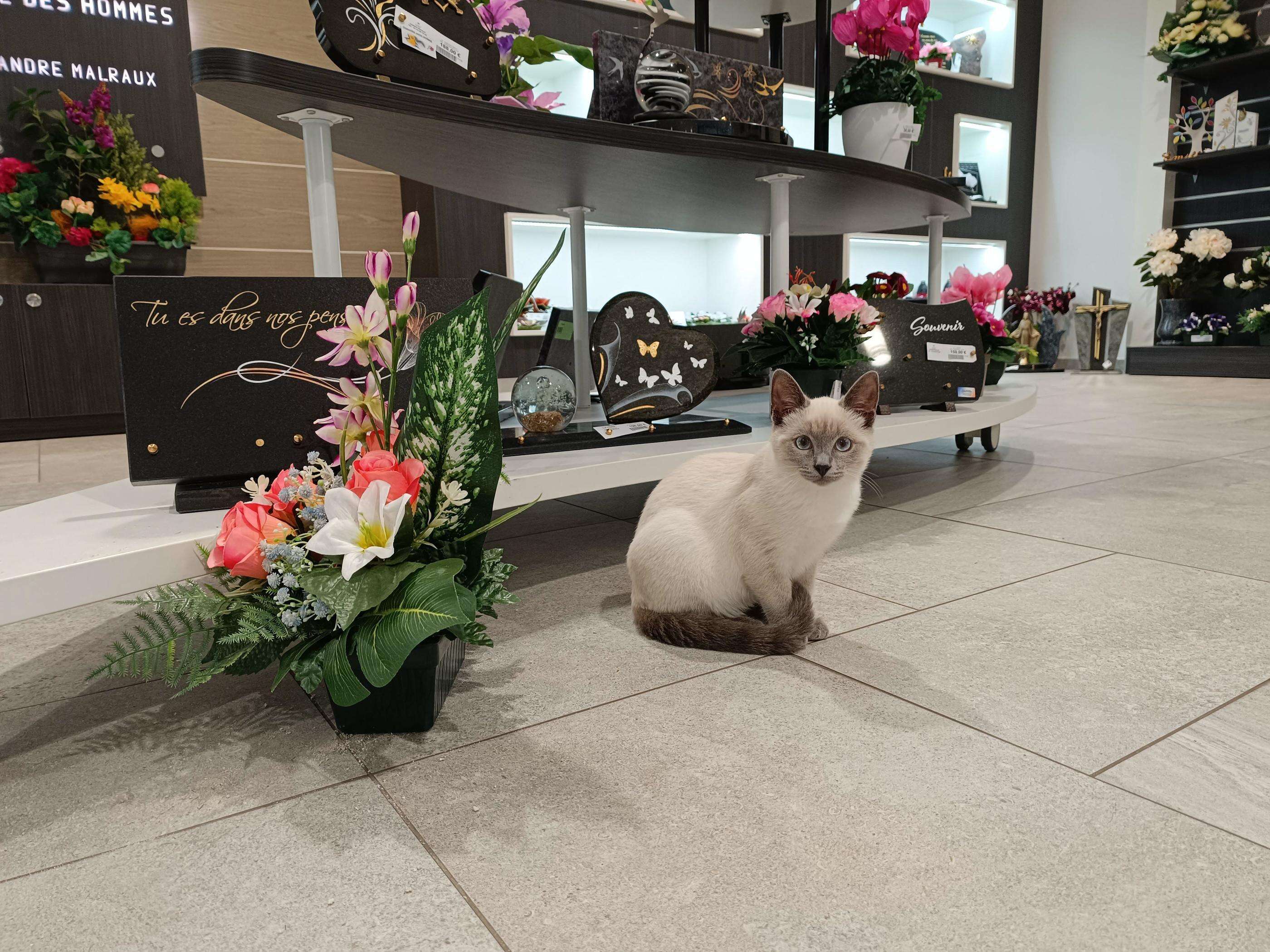 À Saint-Lô, la chatte Valkyrie console les familles endeuillées