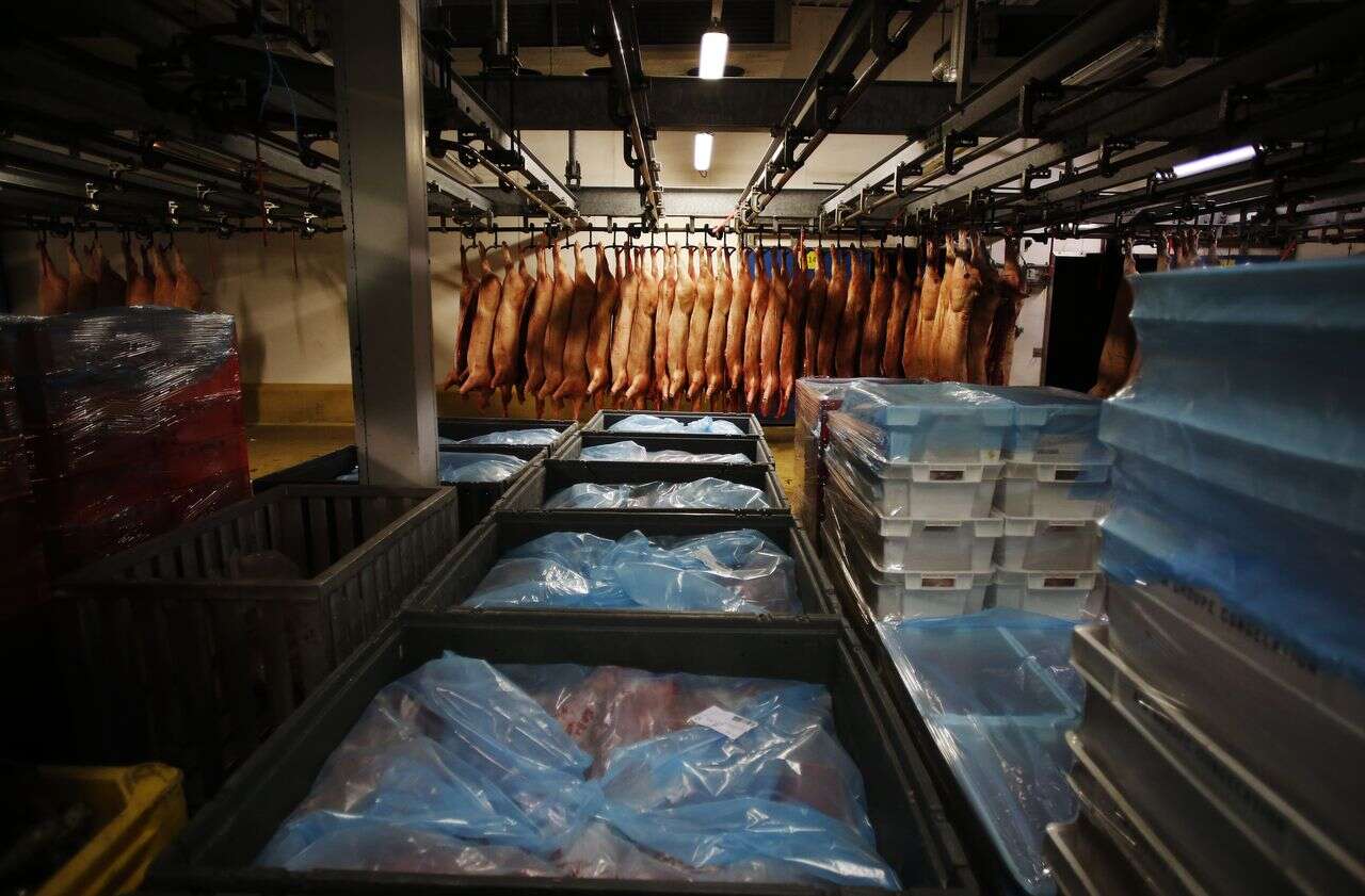 L’association L214 porte plainte contre un abattoir de Savoie, soupçonné de découper des animaux « encore vivants »