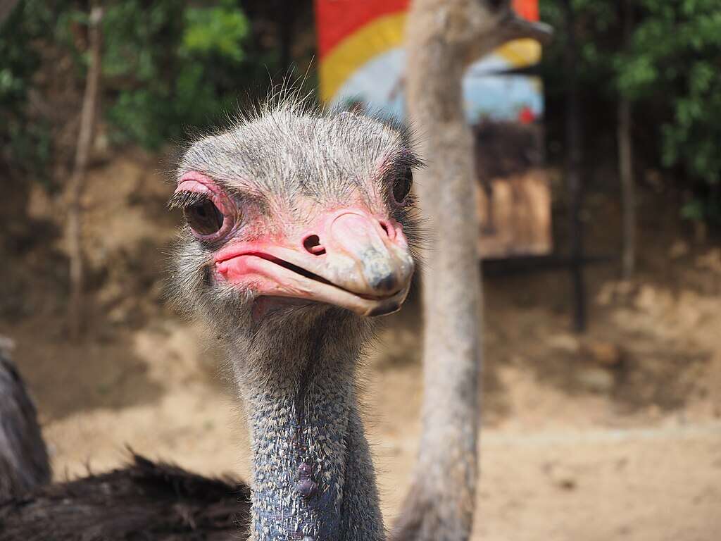 Gironde : une fillette de six ans attaquée par une autruche dans un zoo, ses parents portent plainte