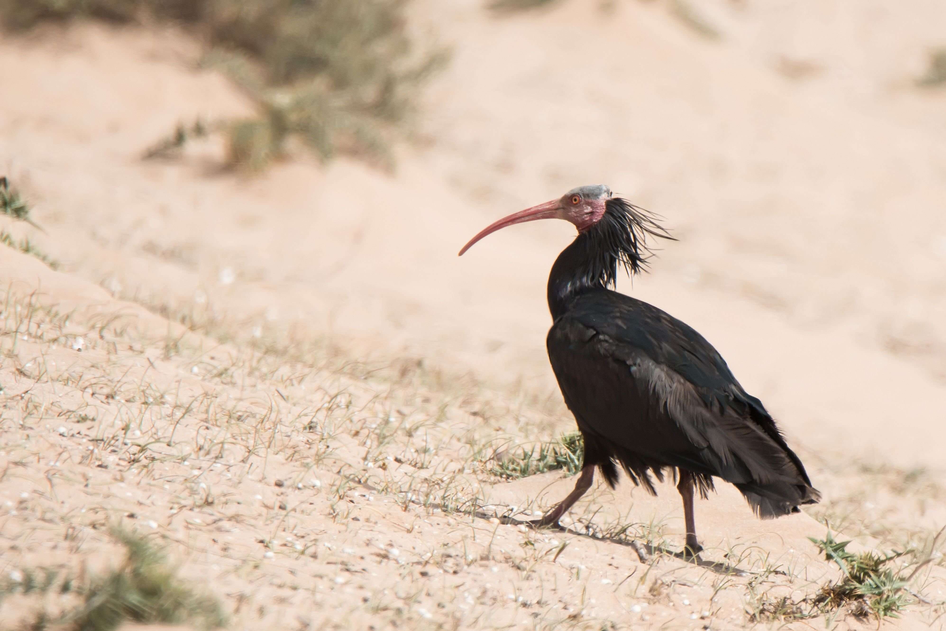 Des ibis chauves, oiseaux disparus d’Europe, ont été aperçus dans le Roussillon