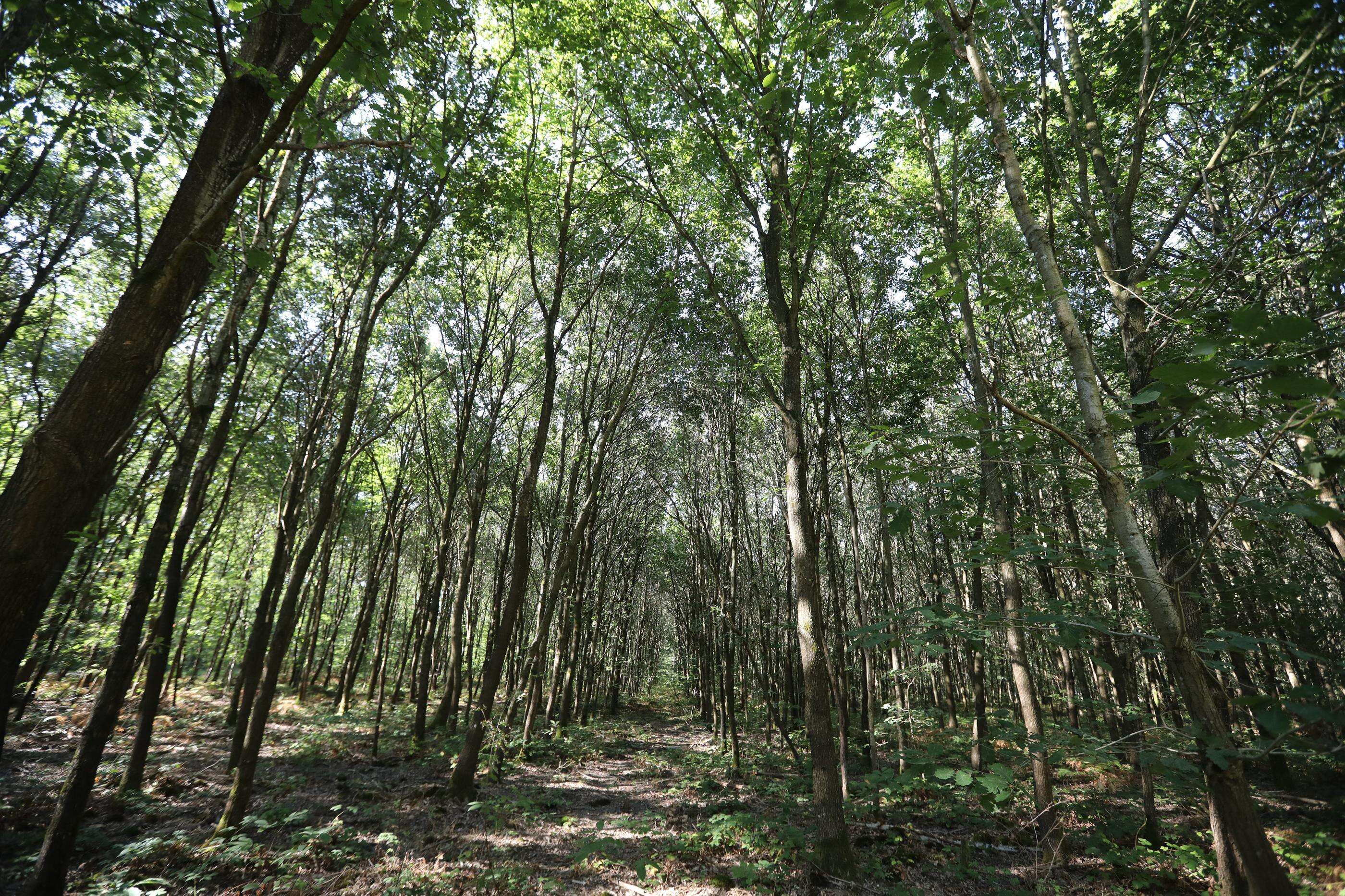 Un père en fuite depuis 2021 aurait été filmé avec ses trois enfants dans une forêt en Nouvelle-Zélande