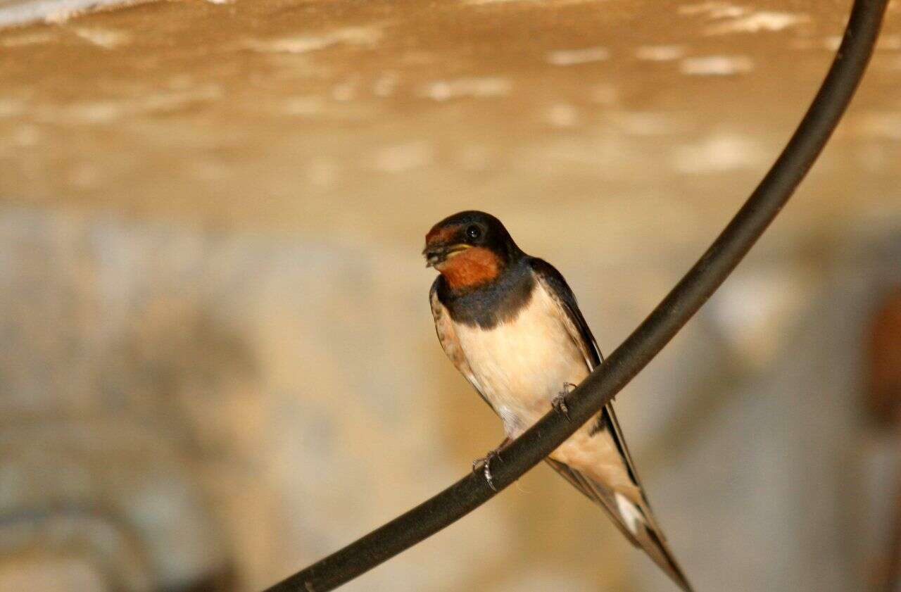 Bloqués en raison du climat, des milliers d’oiseaux migrateurs risquent de mourir sur le lac de Constance