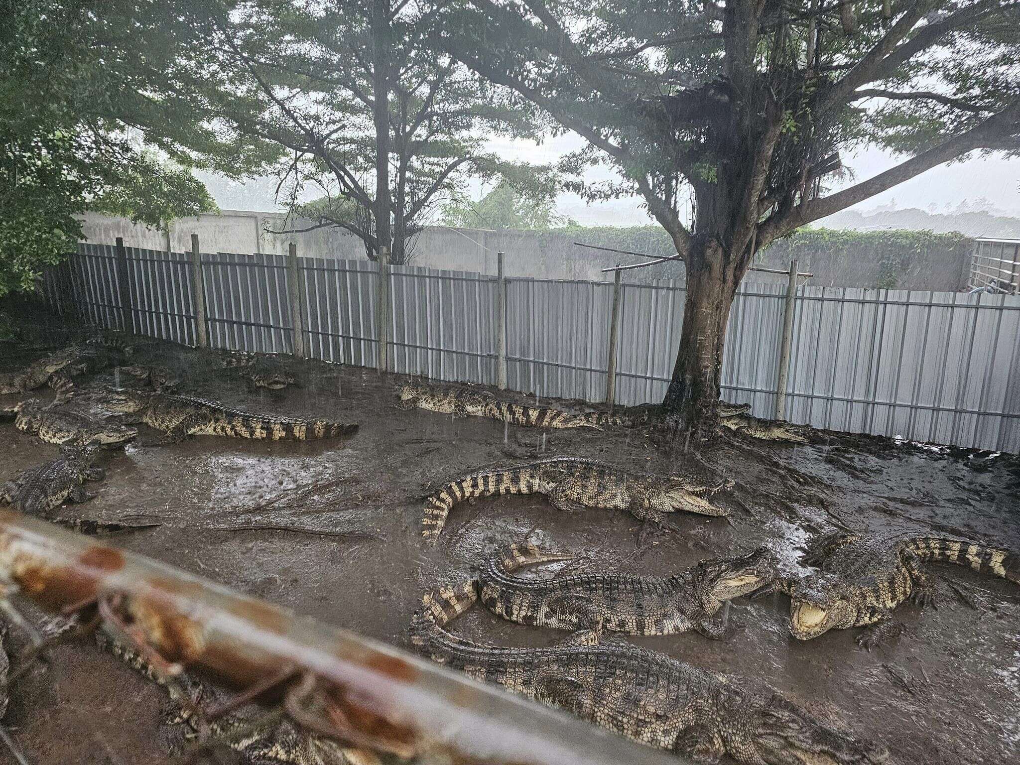 « La décision la plus difficile de ma vie » : un éleveur thaïlandais tue plus de 100 crocodiles en danger critique d’extinction