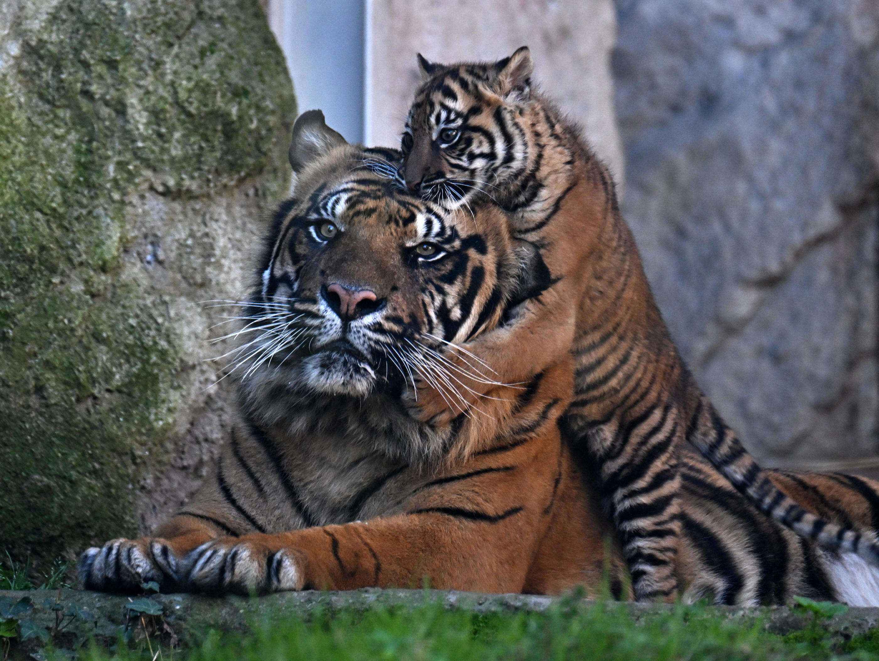 Viêt Nam : une épidémie de grippe aviaire tue des dizaines de tigres dans des zoos