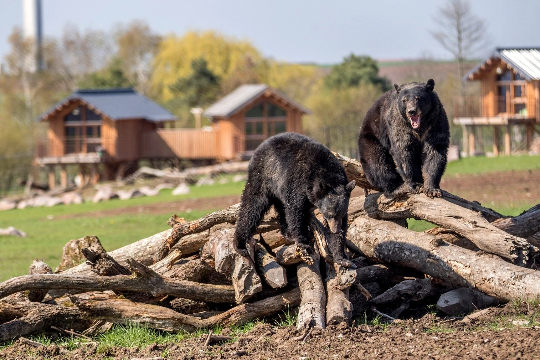 Cet été, évadez-vous en Moselle au cœur de la nature sauvageContenu proposé par PARC ANIMALIER DE SAINTE-CROIX