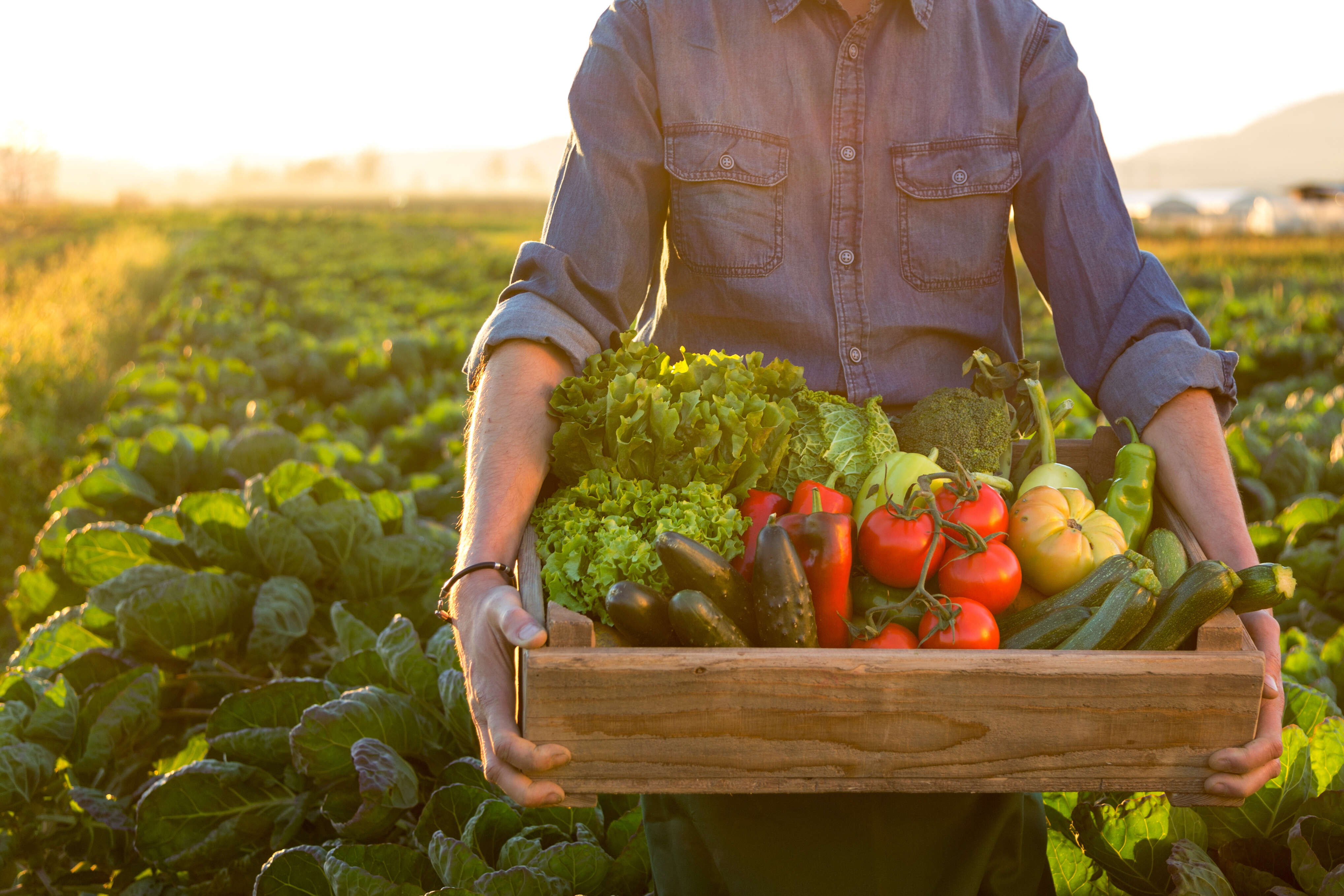 6 clés pour comprendre l’intérêt de l’agriculture régénératriceContenu proposé par NESPRESSO