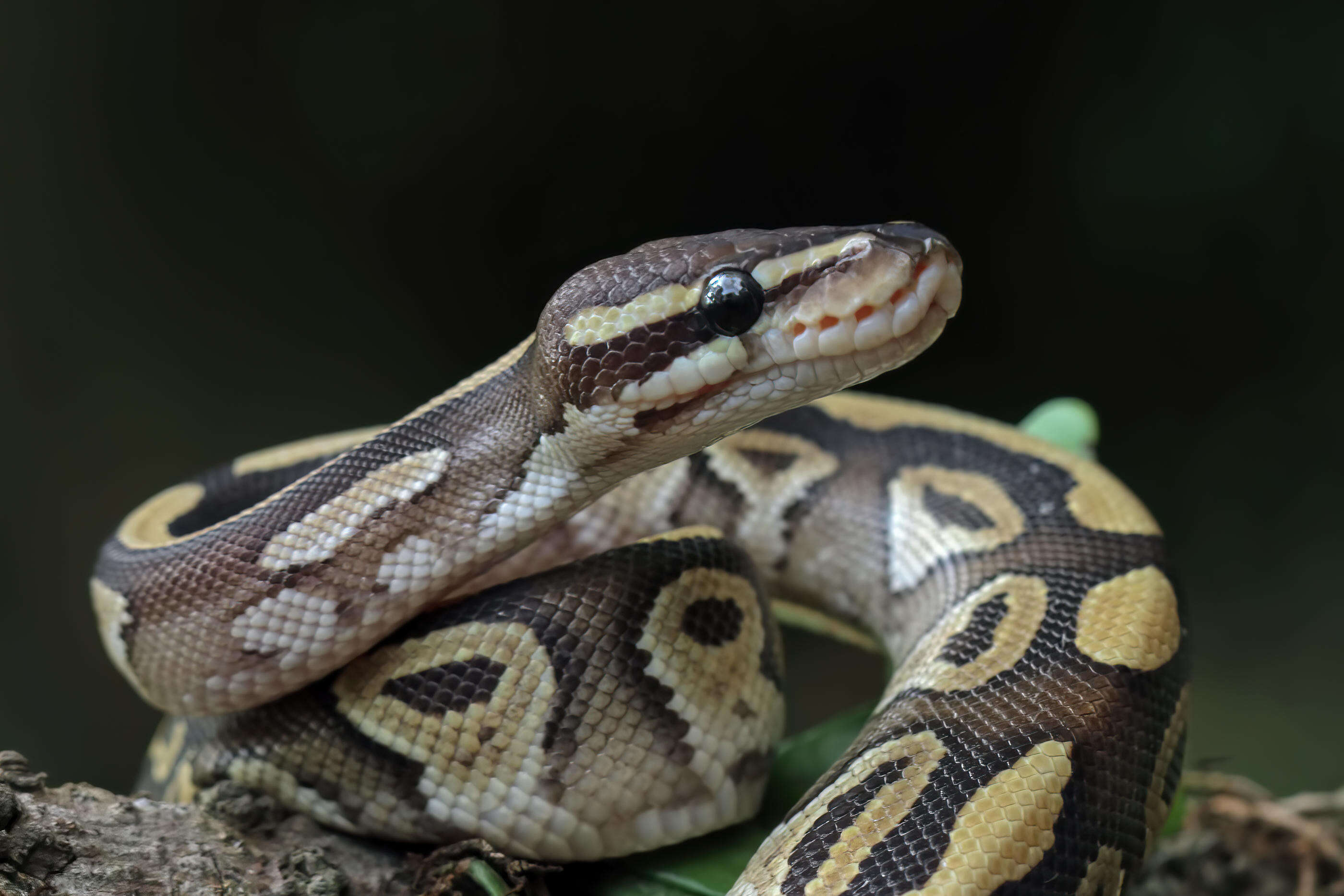 Un Thaïlandais mordu par un python caché dans ses toilettes