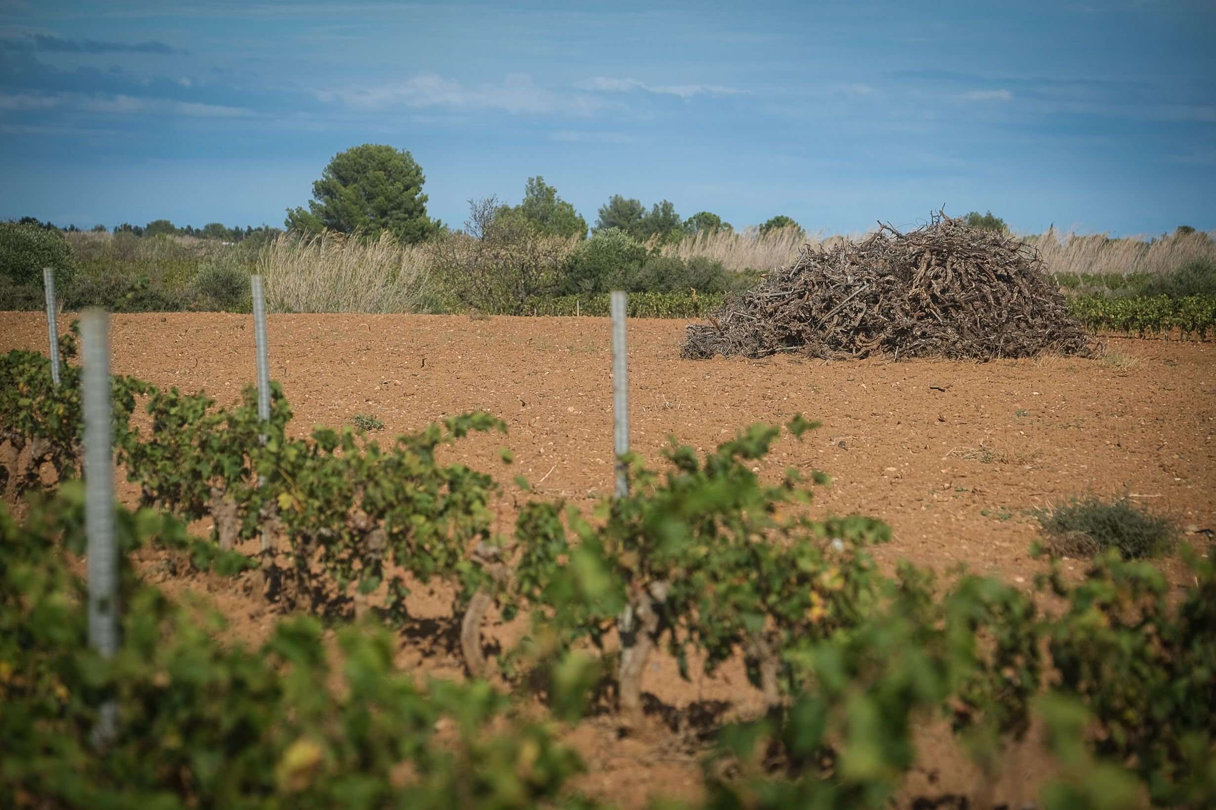 Plus de la moitié du vignoble pourrait disparaître dans les Pyrénées-Orientales