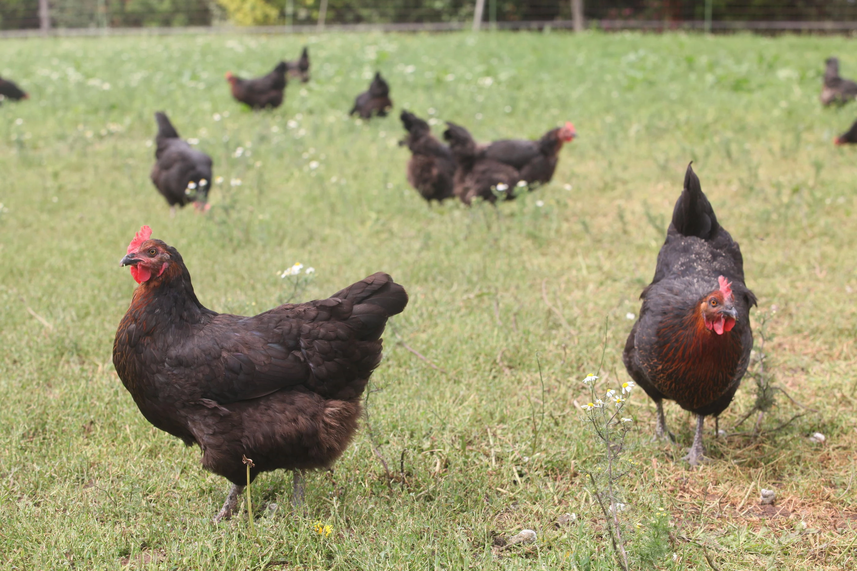 Grippe aviaire : la France quasi épargnée grâce à la vaccination et une moindre circulation, selon l’Anses