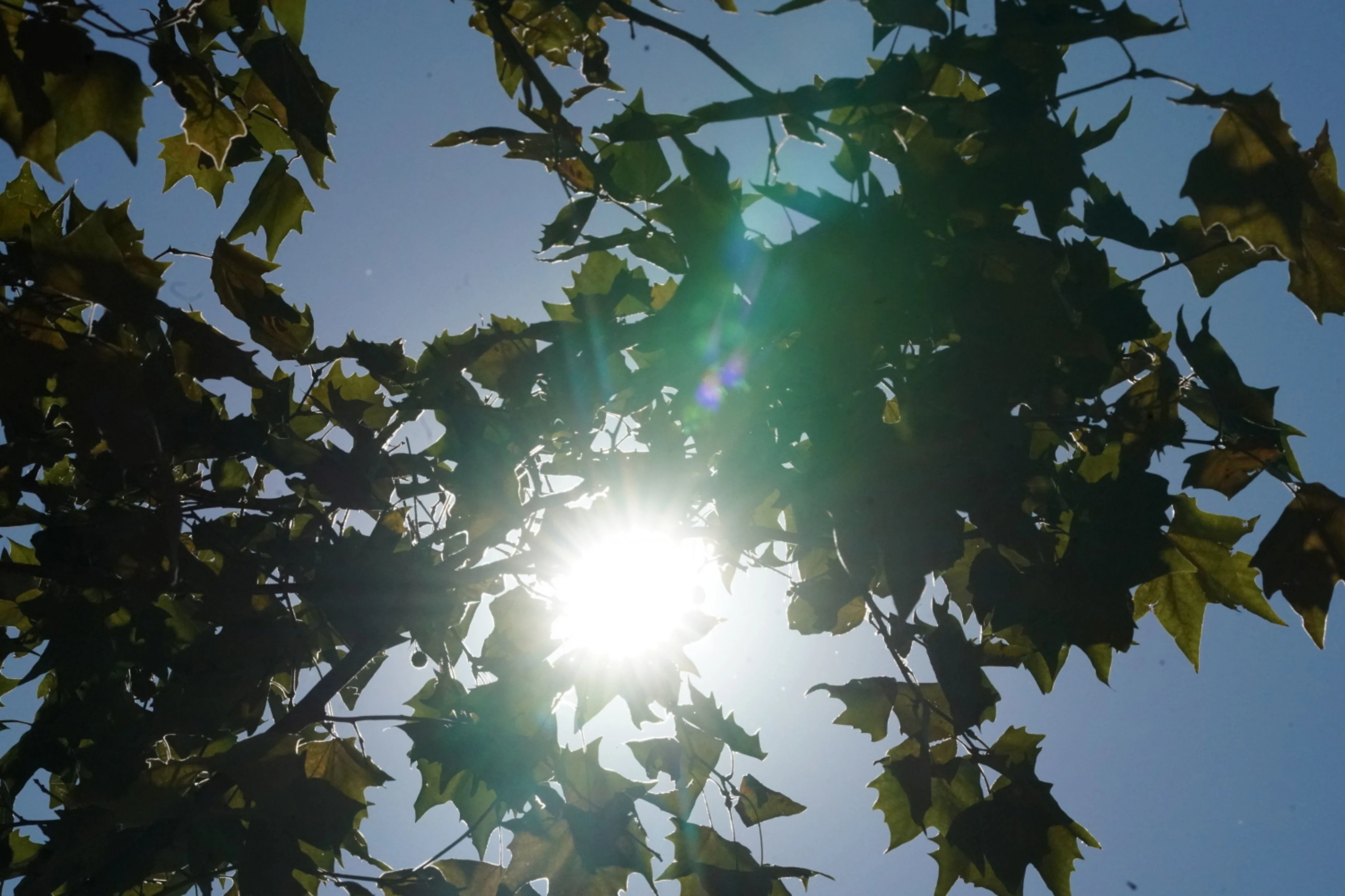 Météo : « éphémère et intense », pourquoi les températures vont chuter aussi vite qu’elles ont grimpé