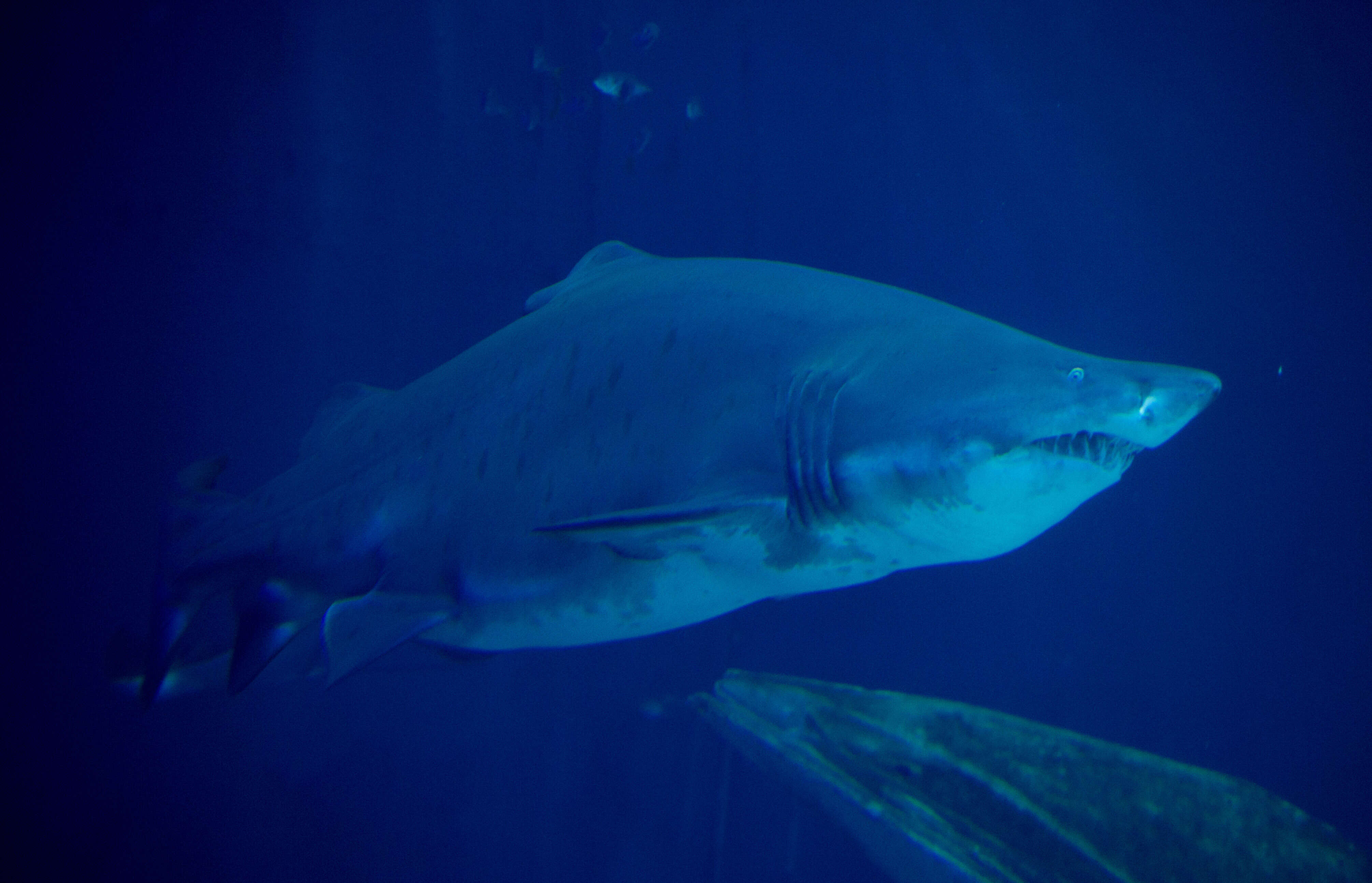 Un adolescent de 16 ans « décapité » par un requin en pleine partie de pêche sous-marine en Jamaïque