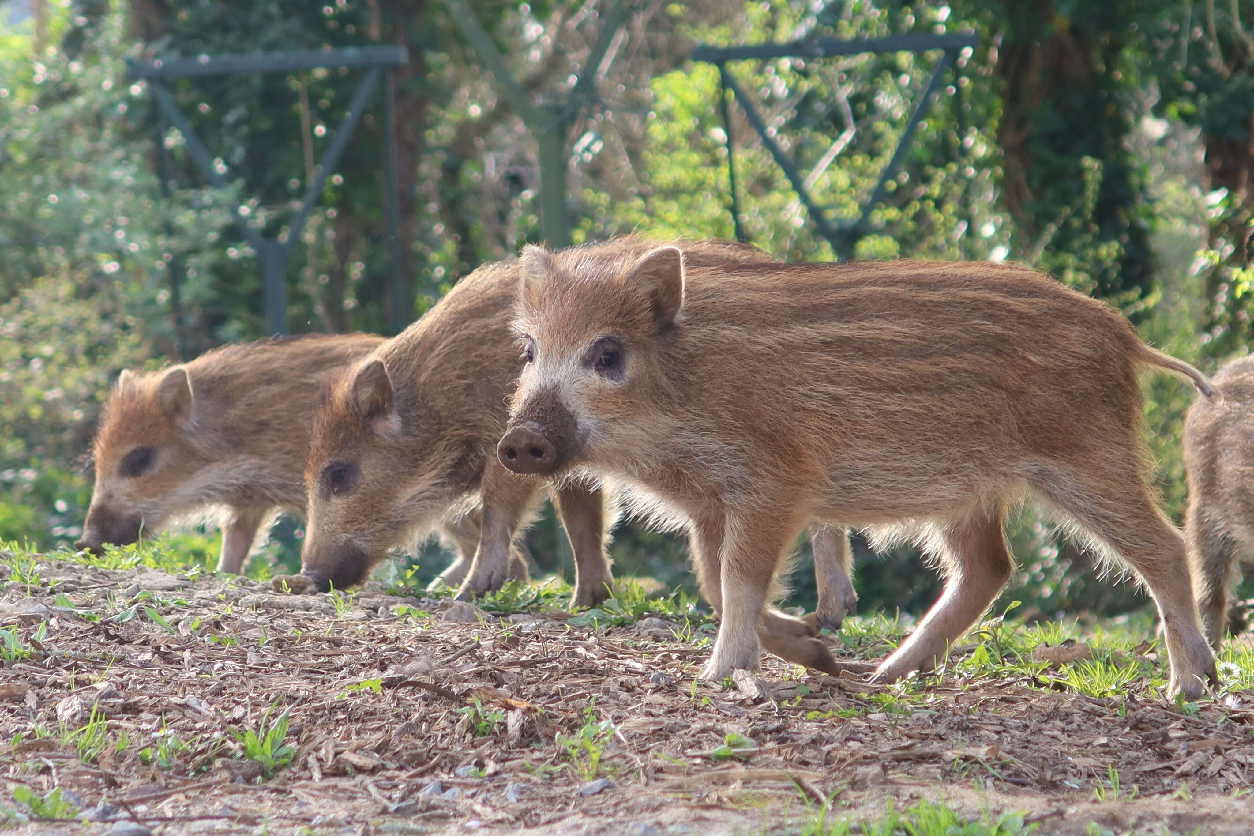 Peste porcine africaine : des syndicats agricoles appellent à tuer les sangliers près de la frontière franco-allemande