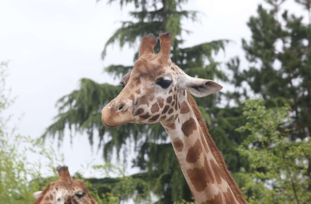 « Mon cœur s’est arrêté »… Une petite fille soulevée dans les airs par une girafe lors d’un safari au Texas