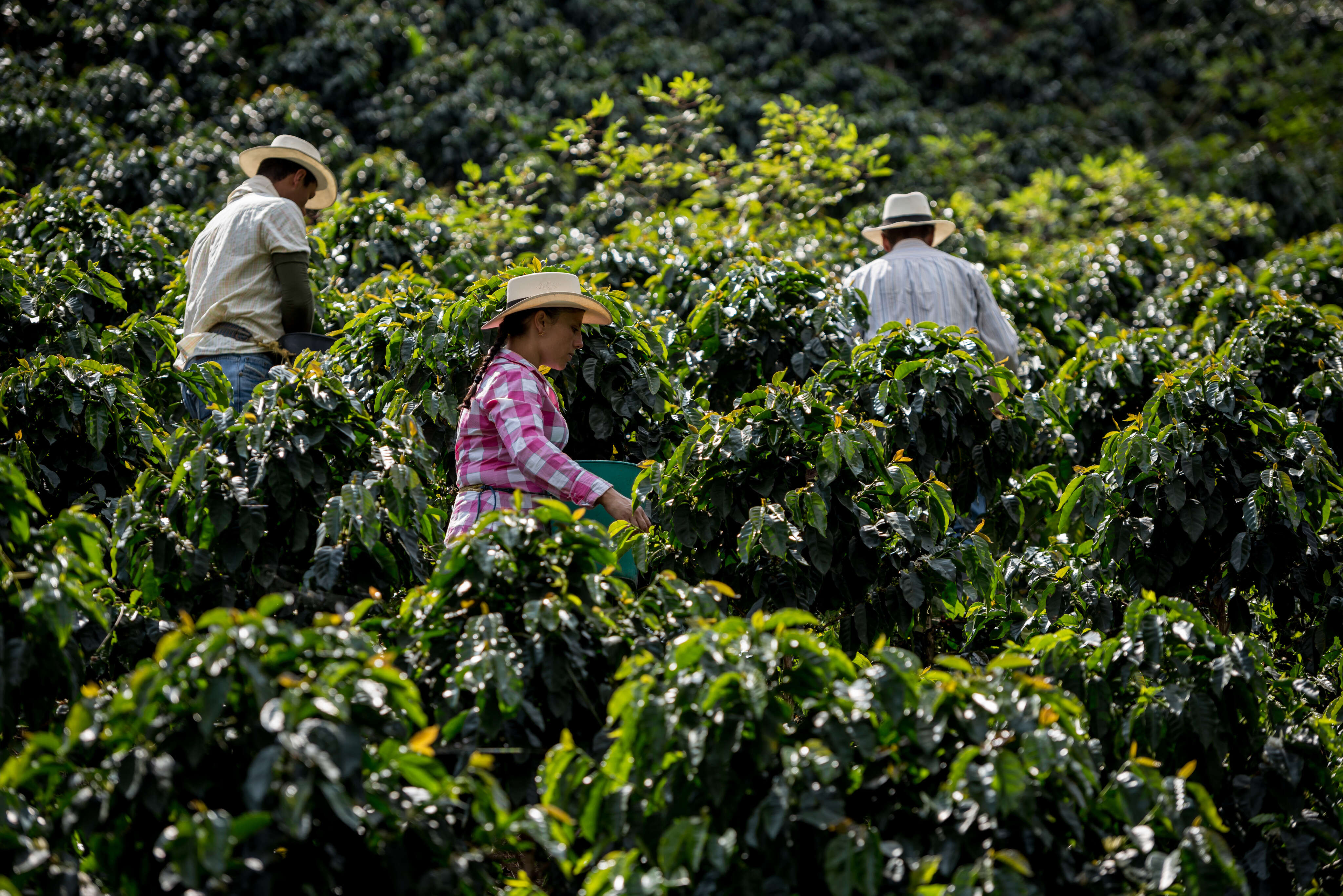 Dérèglement climatique : l’agriculture régénératrice cherche à cultiver un avenir plus durable pour le caféContenu proposé par NESPRESSO