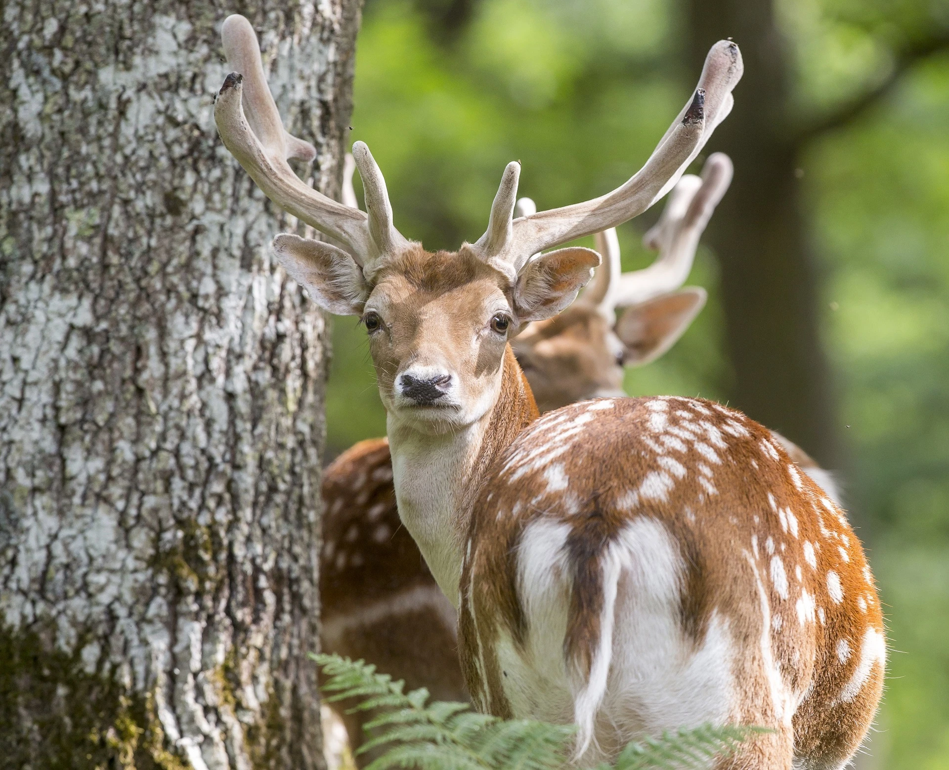 Une escapade 100 % nature aux portes de ParisContenu proposé par ESPACE RAMBOUILLET