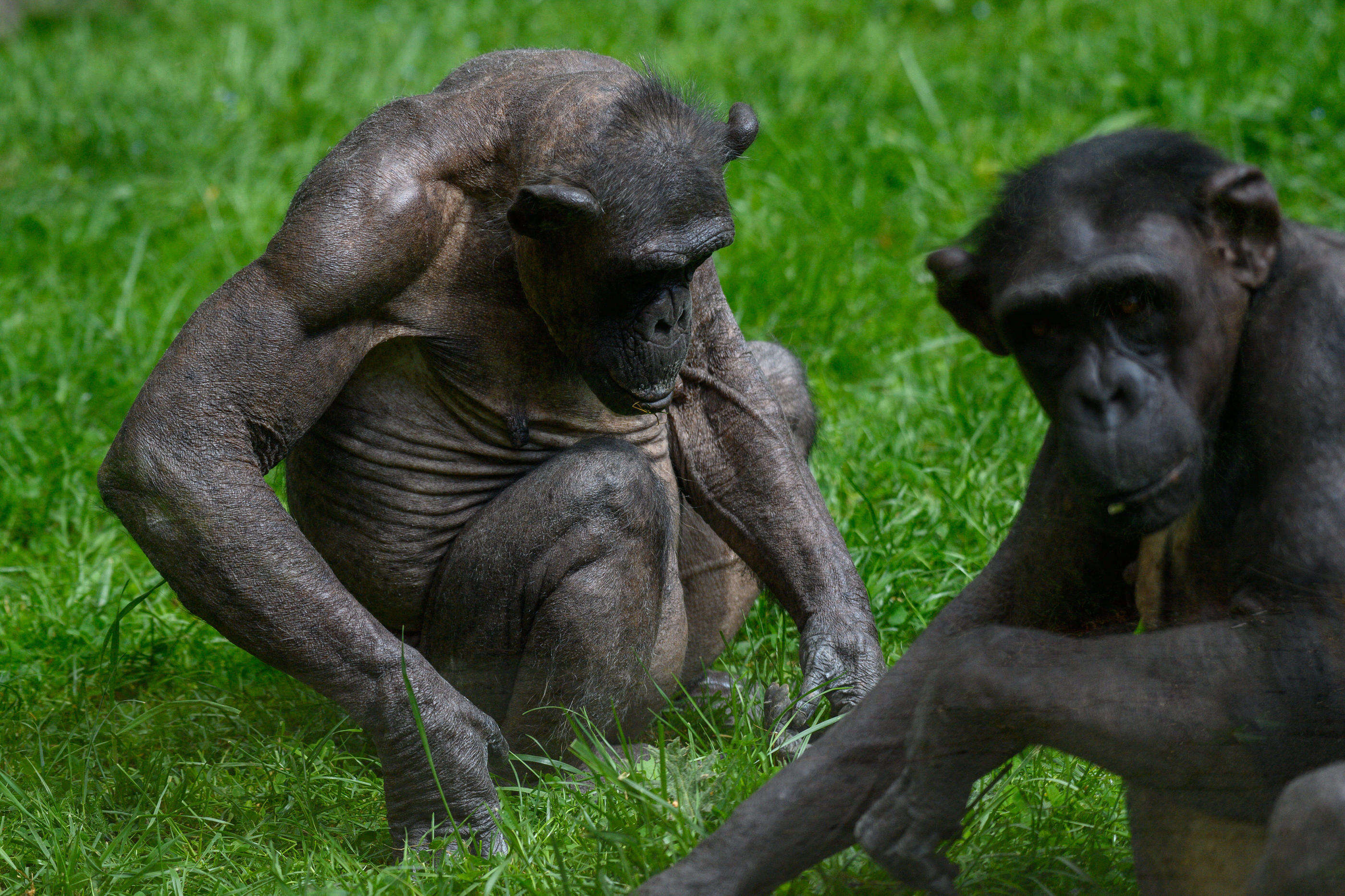 43 singes s’échappent d’un laboratoire de recherche biomédicale aux États-Unis