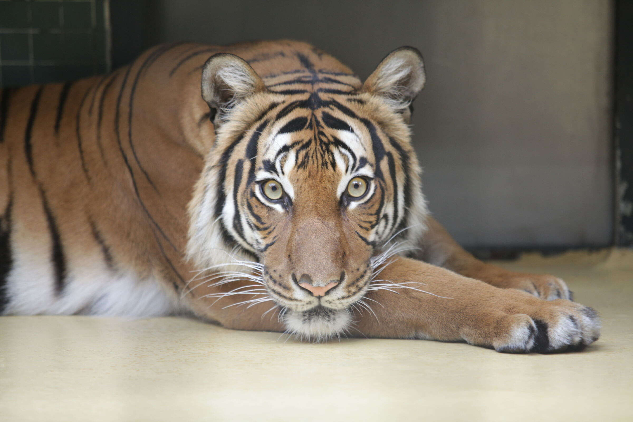 « De graves lacérations » : un tigre attaque une dresseuse dans un parc d’attractions en Australie