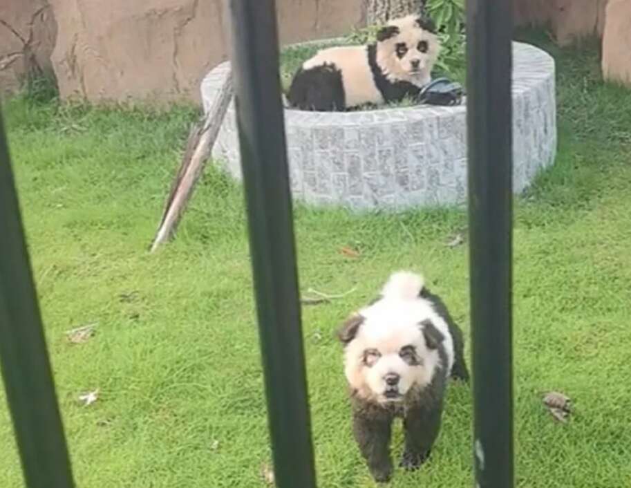 Chine : un zoo présentait des chiens peints comme des pandas