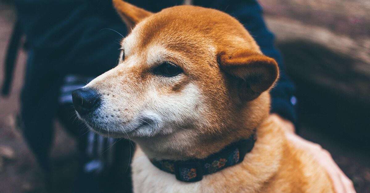 Shiba Inu Adopts Tech to Bring More Privacy For SHIB Token Holders