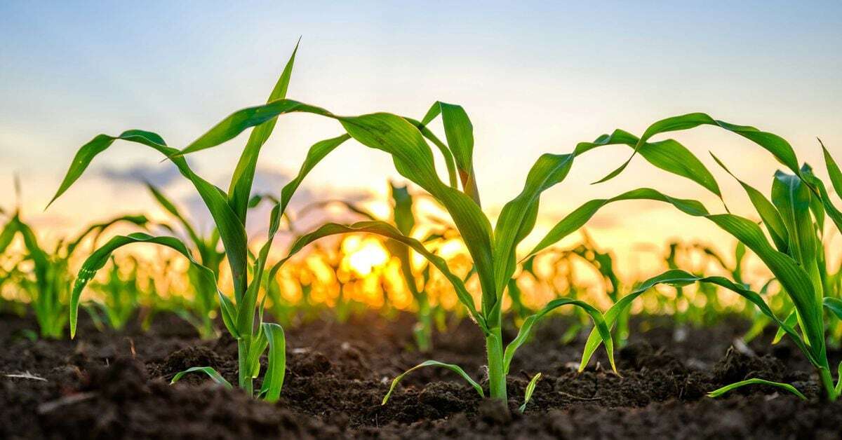 Tether's $100M Investment in LatAm Agriculture Firm May Be a Tokenization Play