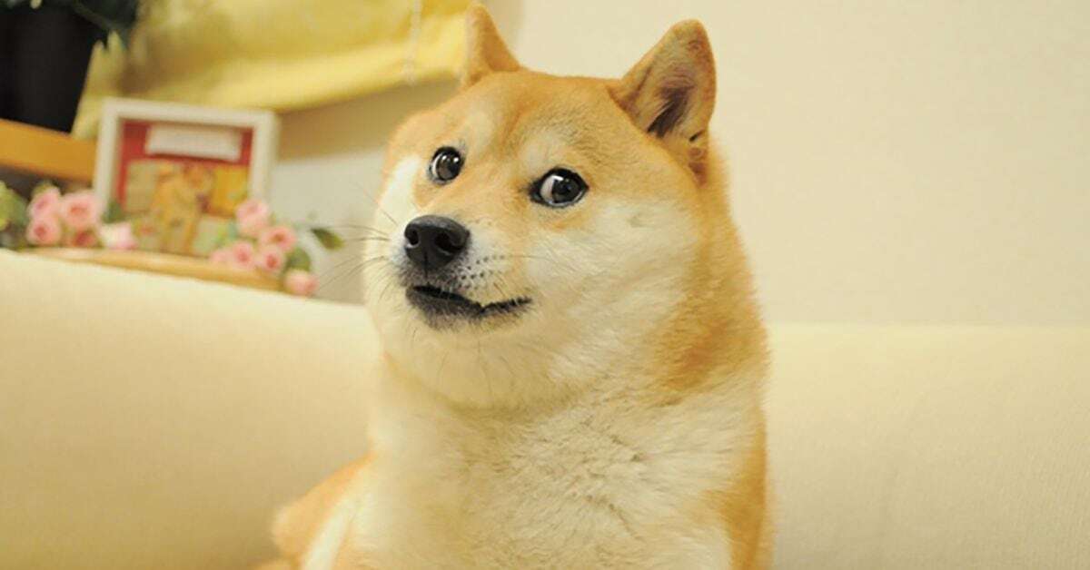 Dogecoin Pup Owner’s New Shiba Inu Ends Up in NEIRO Memecoin Drama