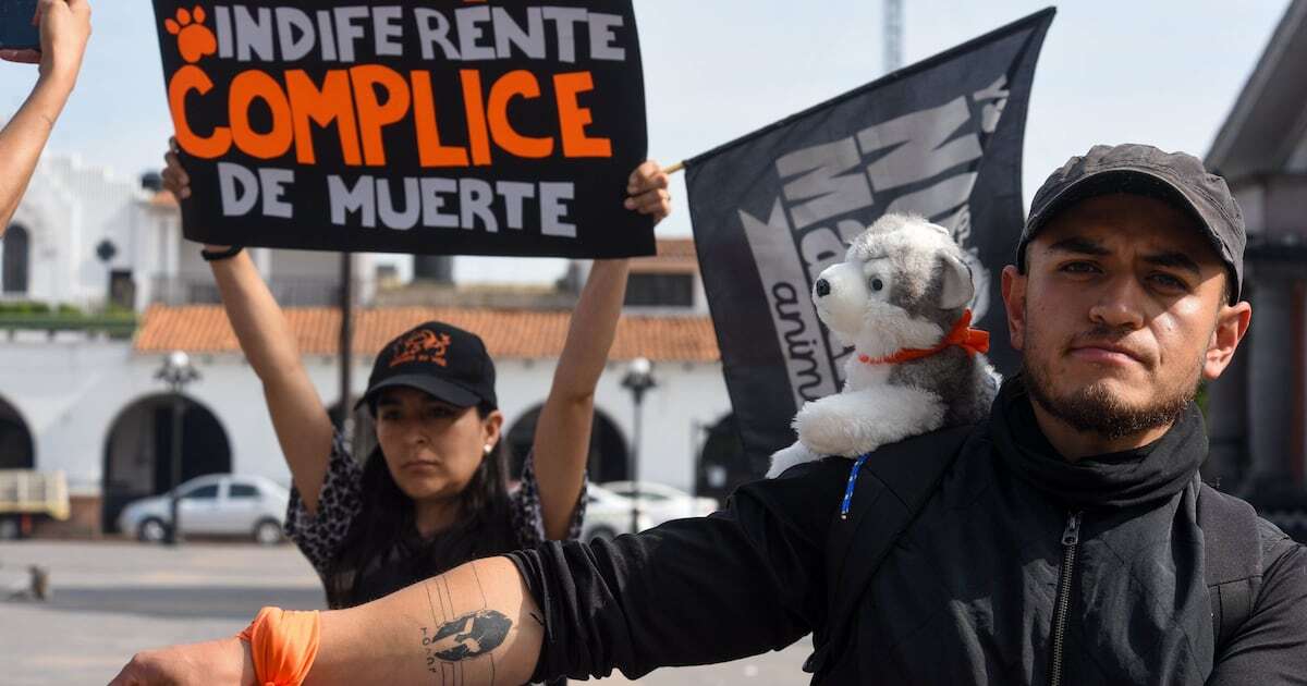 Diputados aprueban ‘castigar’ a las personas que maltraten animales 