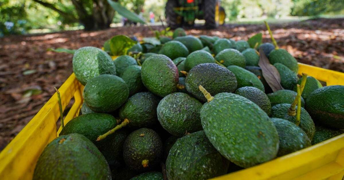 Incremento de aranceles a México: Cerveza, berries y aguacate saldrán más caros en EU