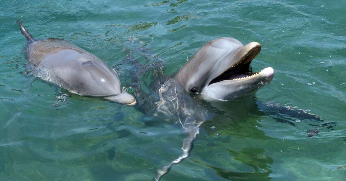 Fentanilo, el veneno del mar para los humanos y los delfines del Golfo de México