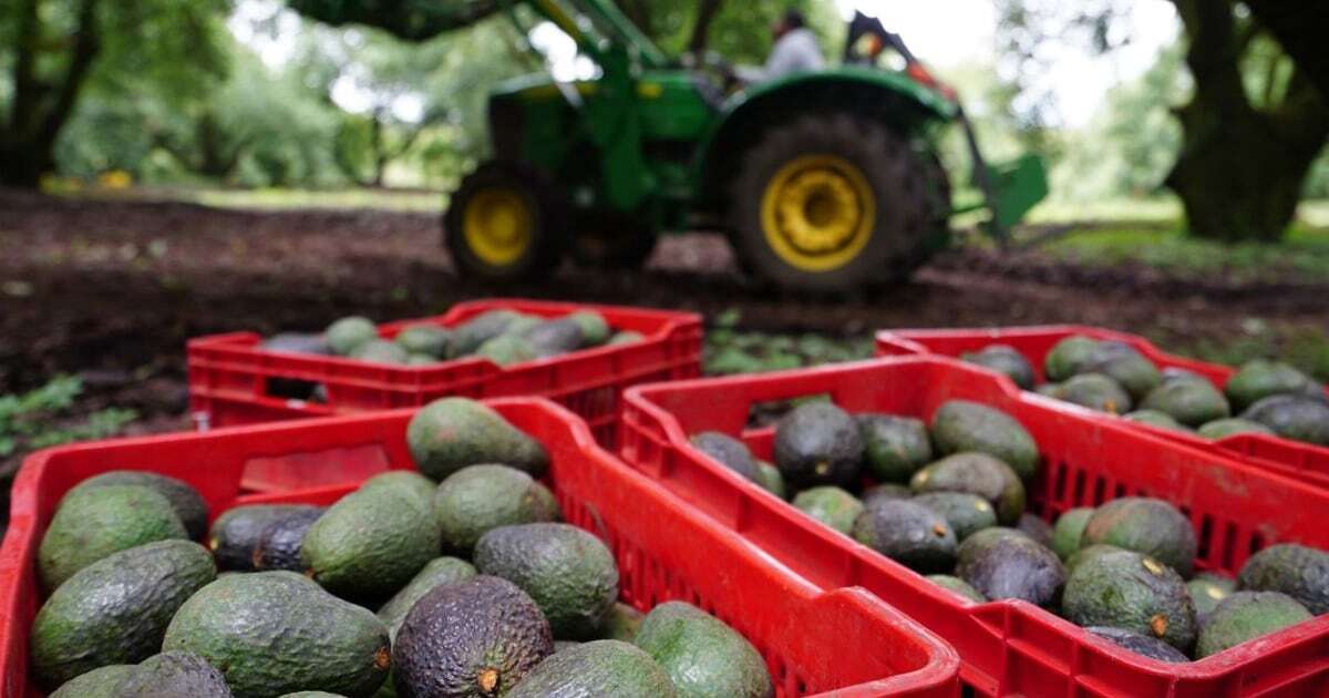 Trump amenaza al aguacate del Super Bowl: ¿Cuánto subió de precio por ‘miedo’ a aranceles vs. México?