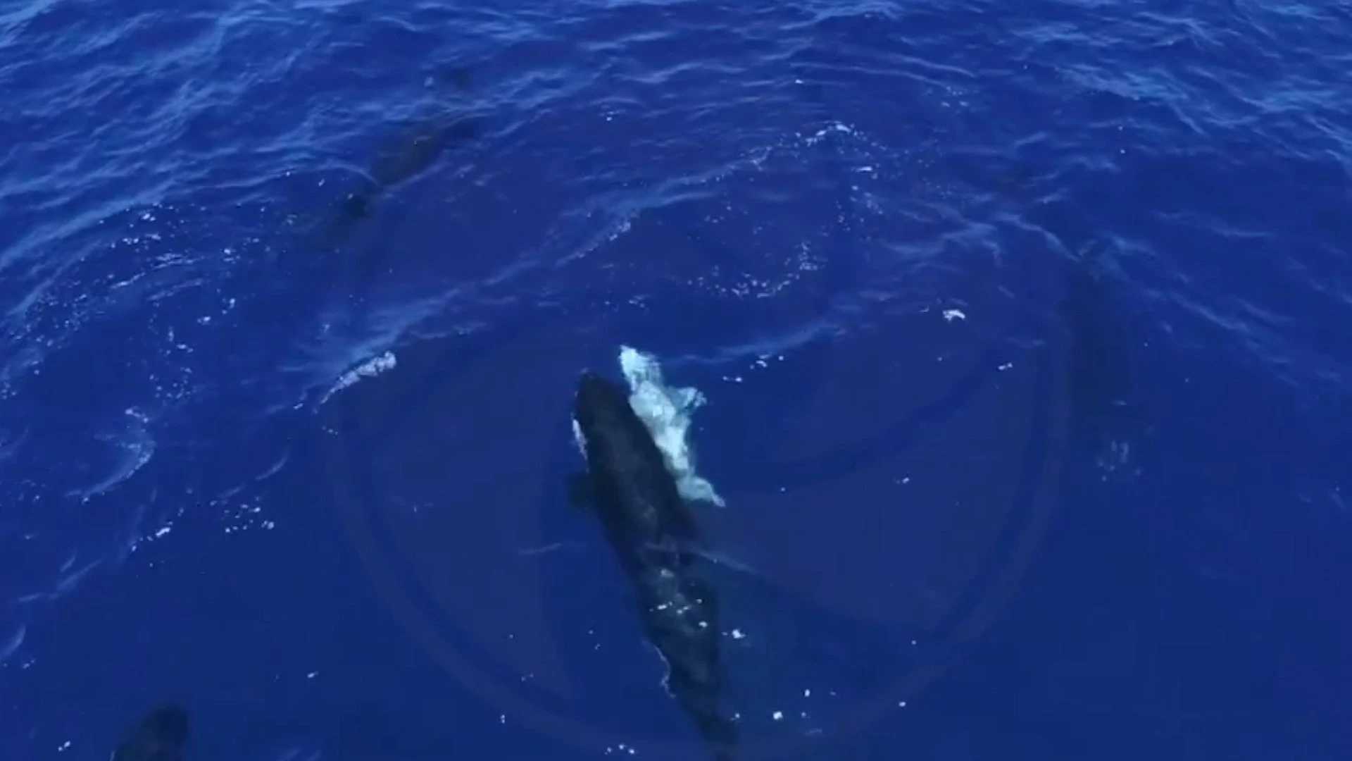 Orcas inmovilizan crías de tiburón blanco para comerse su hígado y absorber su energía