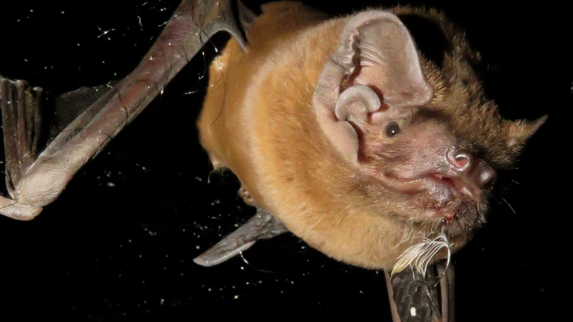 El murciélago más grande de Europa devora a un pájaro en pleno vuelo: la espectacular escena de caza grabada por científicos españoles
