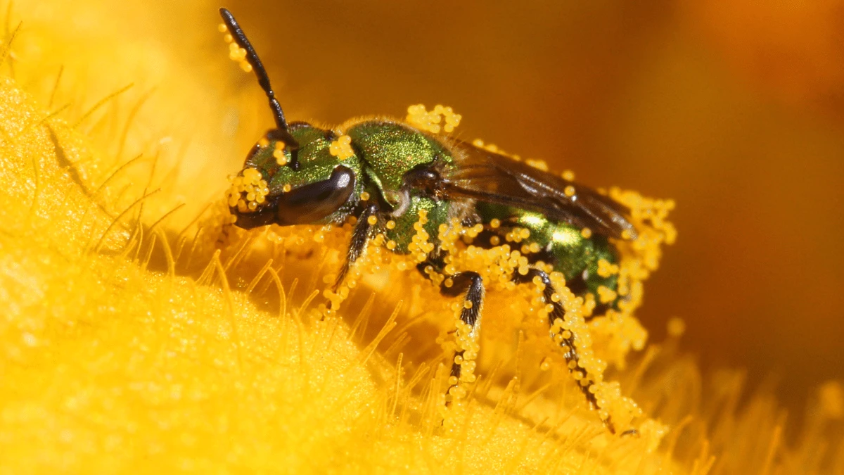 Humidity makes these bees go from blue to green