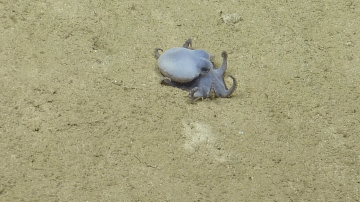 Golf ball-sized octopus discovered near the Galápagos Islands