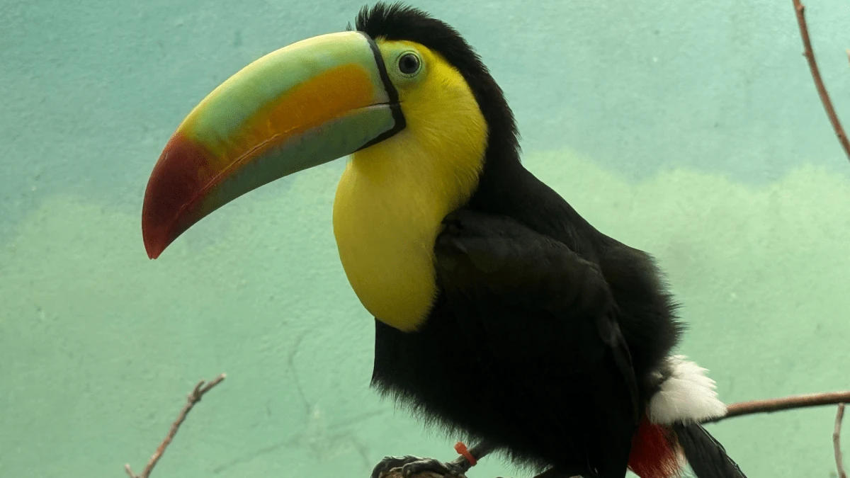 14 toucans found inside a car dashboard complete rehab