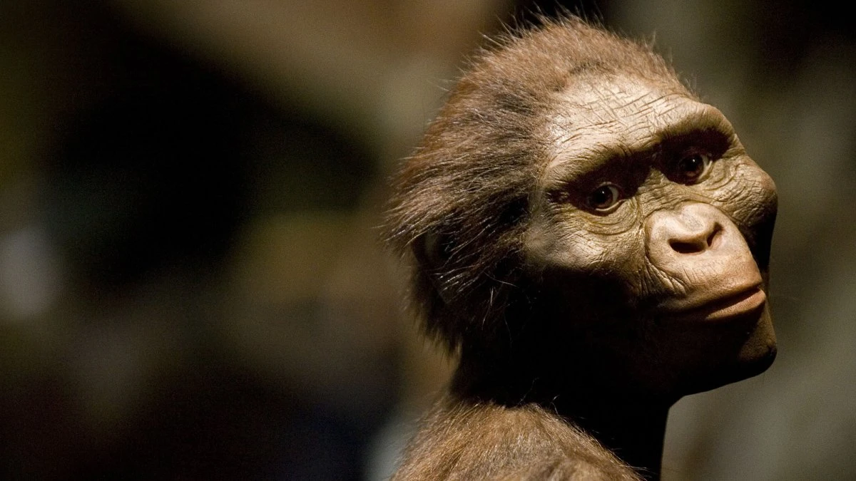 Why humans don’t have tails